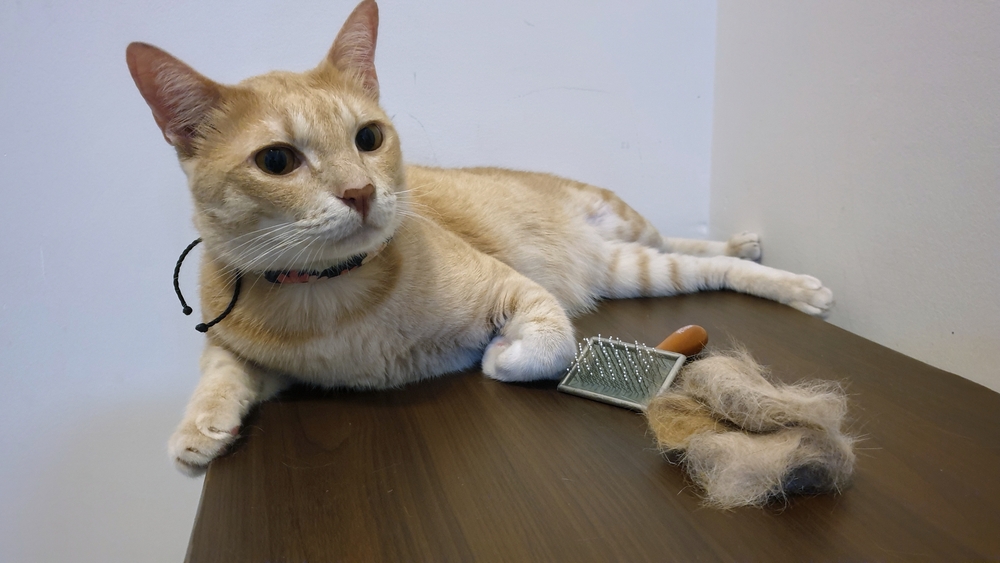gato deitado com bola de pelo ao lado
