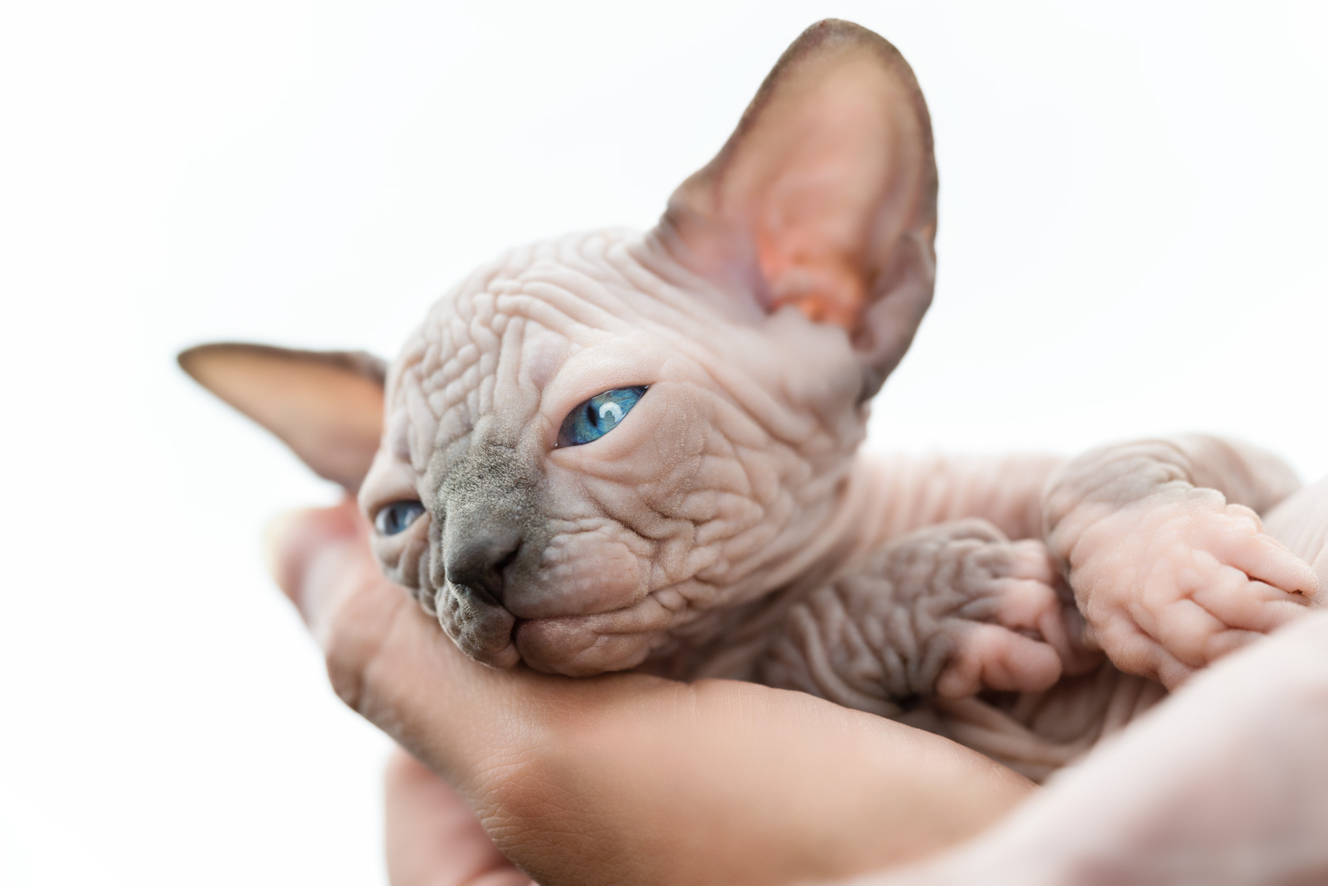 El gato egipcio sí tiene pelo