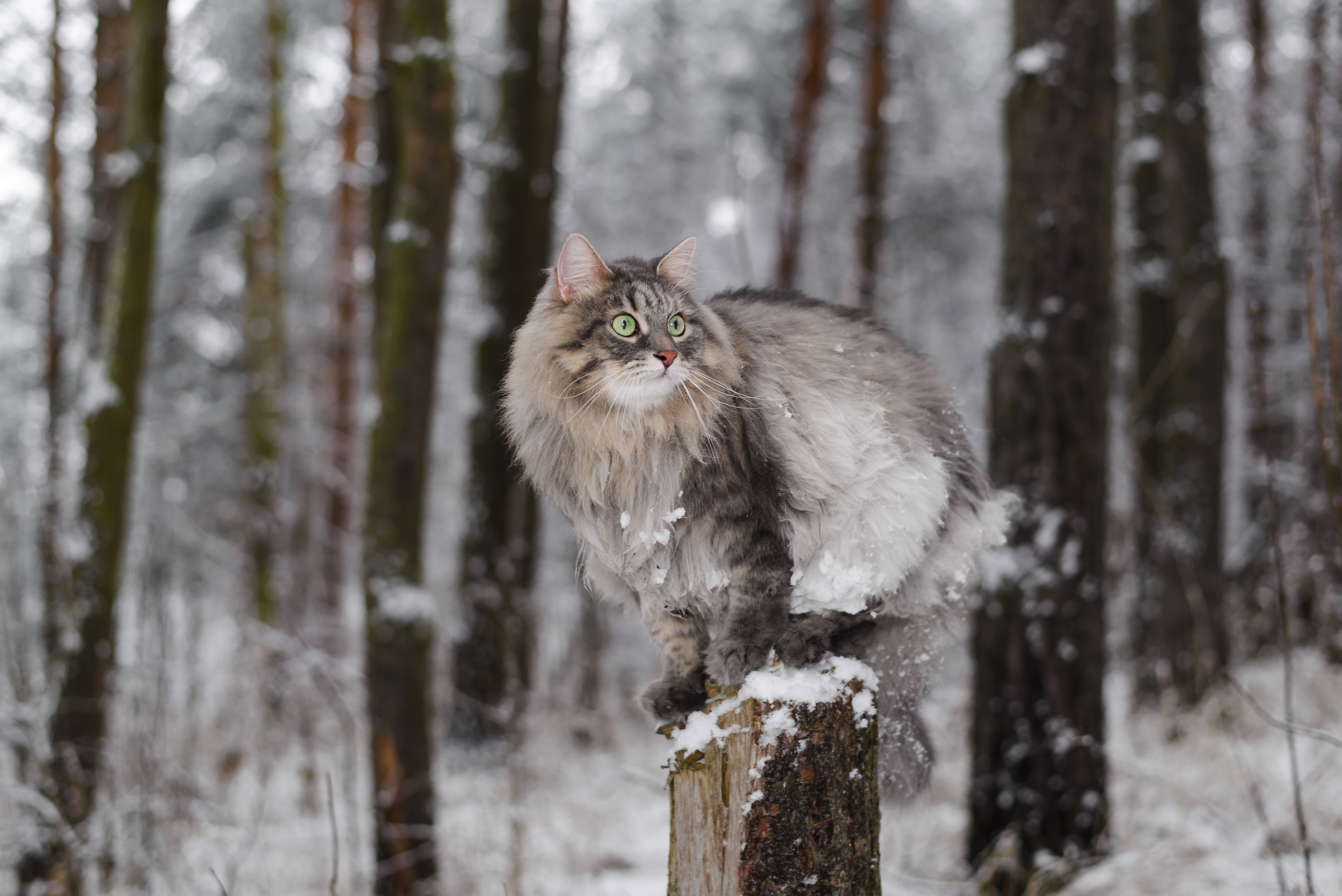 Main Coon