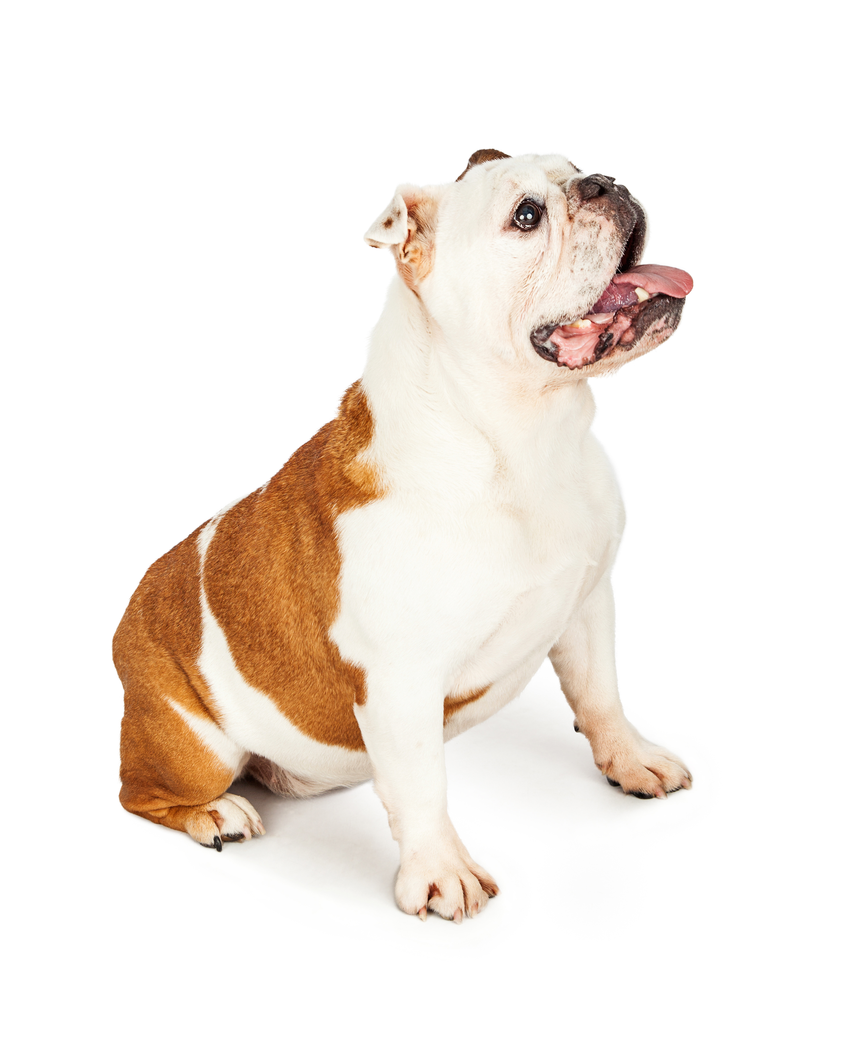 Bulldog inglés
