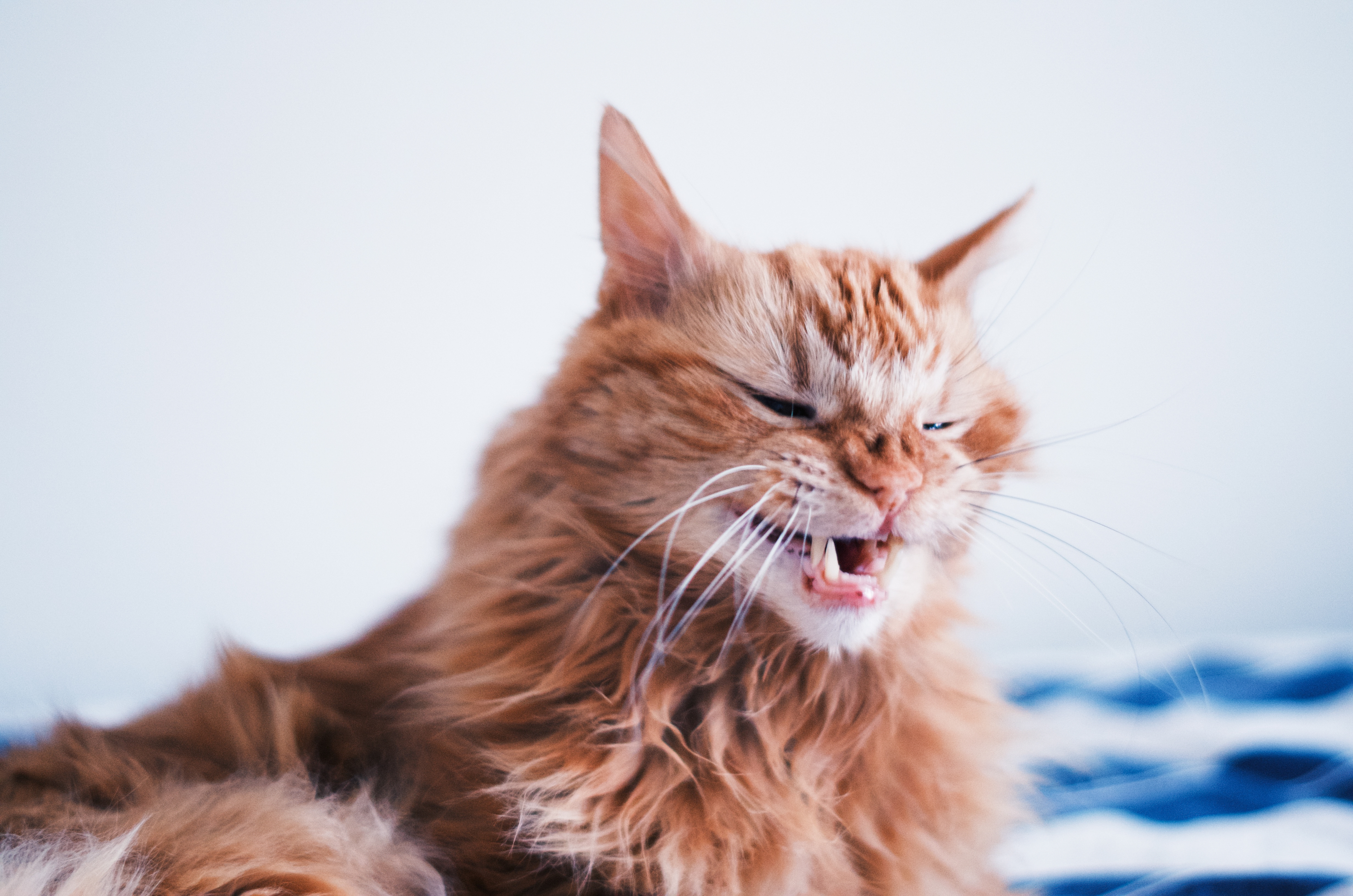 personalidad del gato naranja