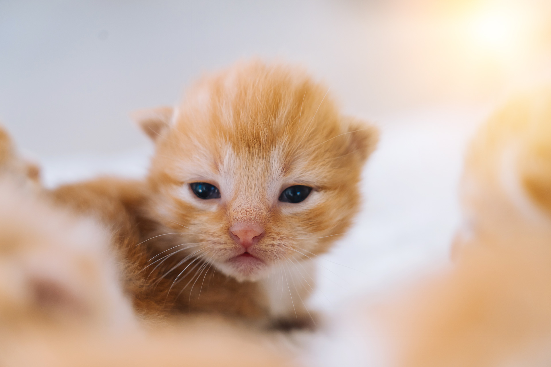 Una gata primeriza puede llegar a tener una camada de cachorros pequeña que va de 2 a 4 gatos