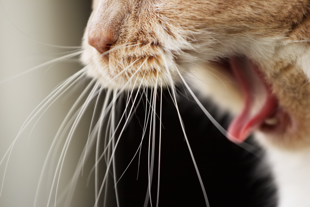 gato com a boca aberta