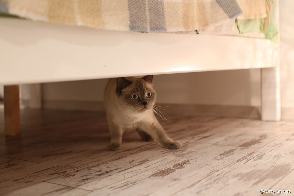 gato embaixo da cama com medo