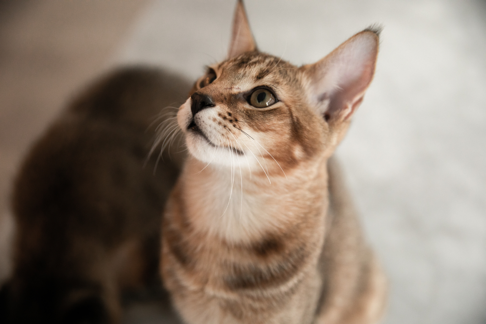 Gato gigante chausie