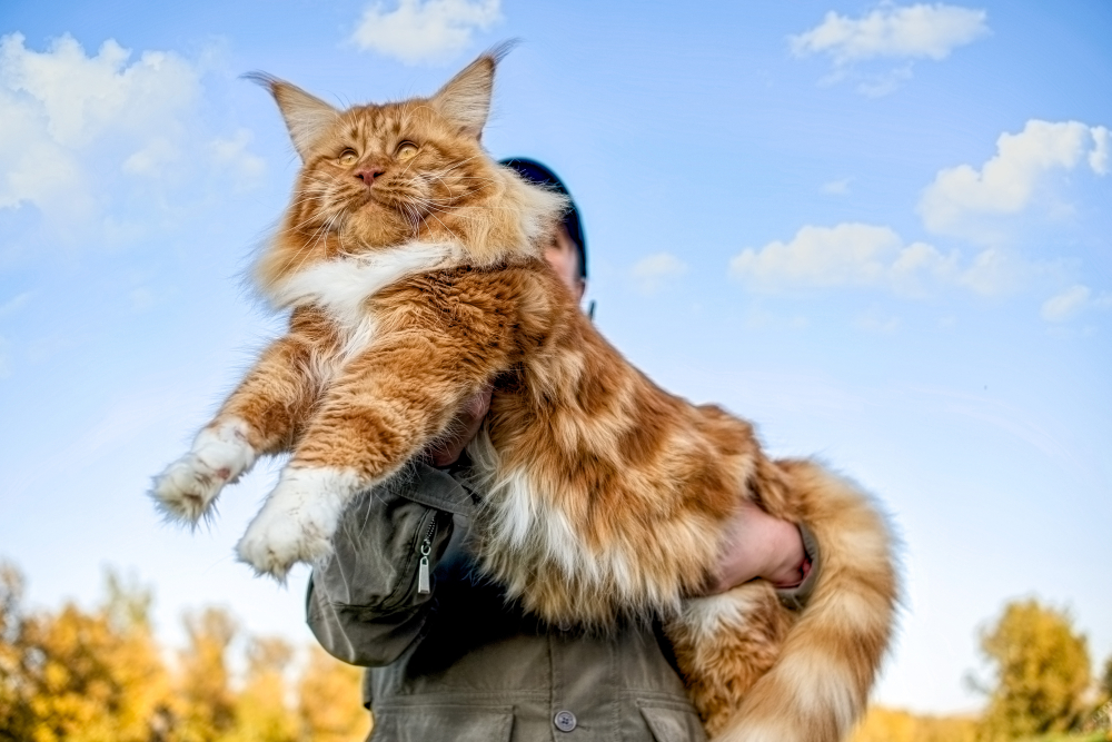 gato maine coon
