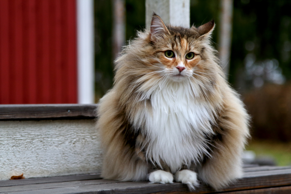 Gato gigante noruegues
