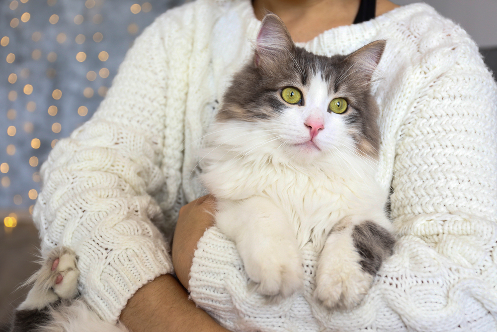 gato ragamuffin