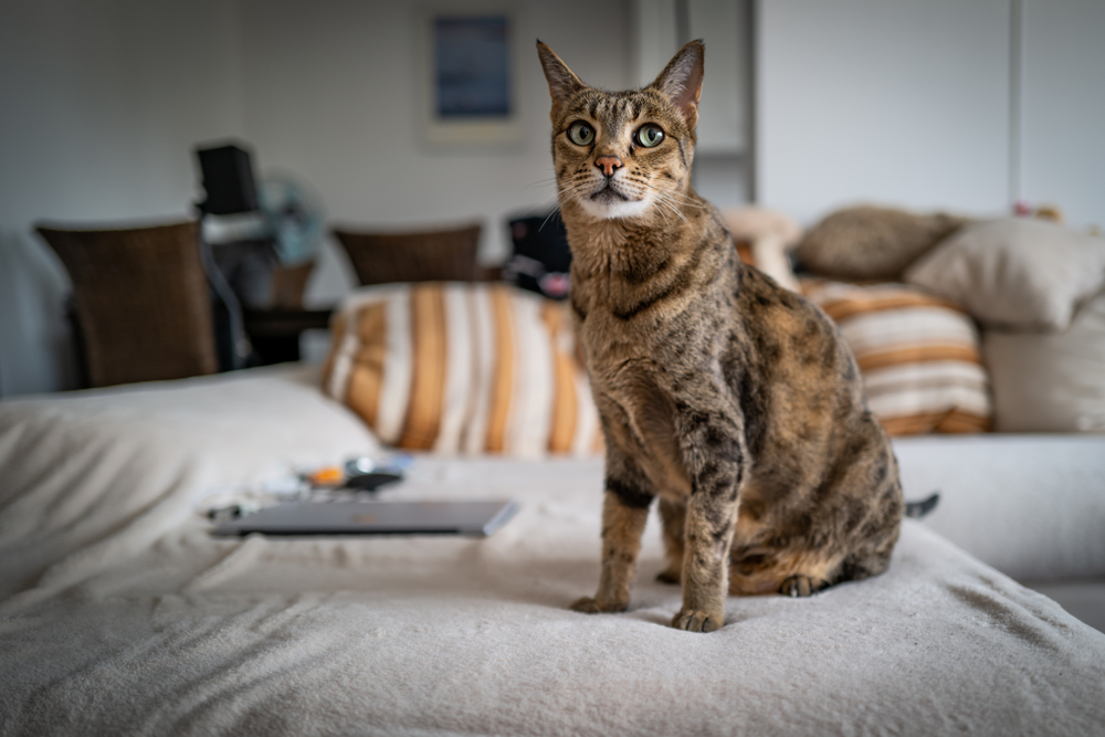 gato gigante savannah