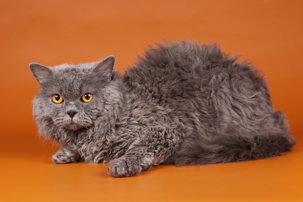 gato gigante de pelo encaracolado