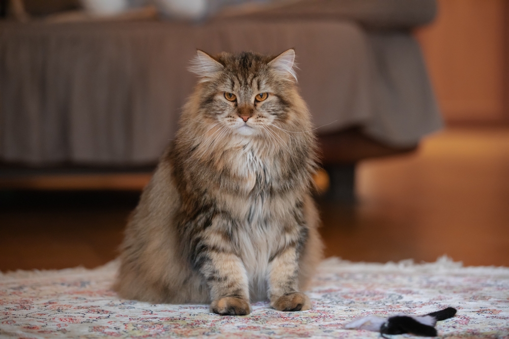 gato siberiano