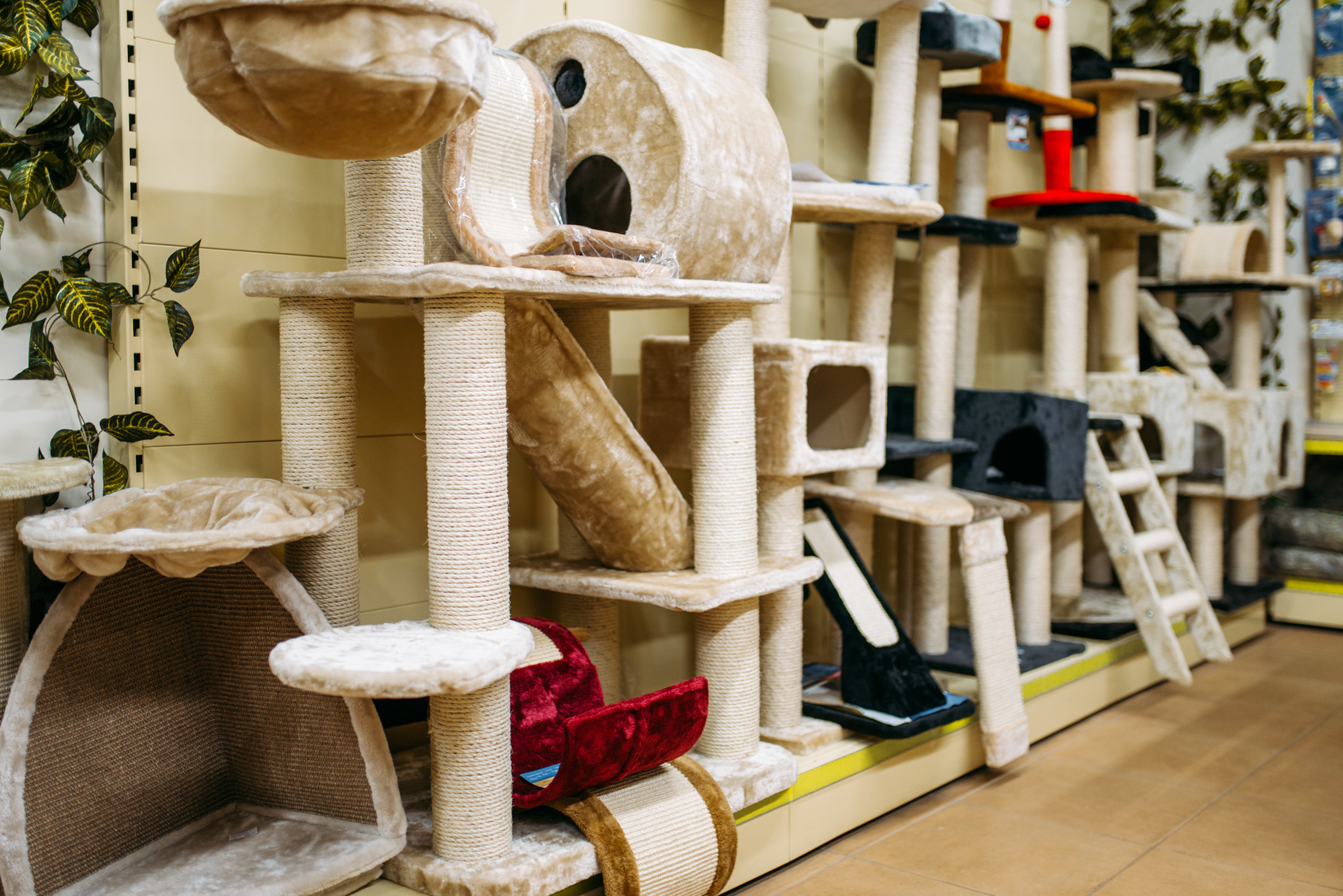 gimnasio para gato