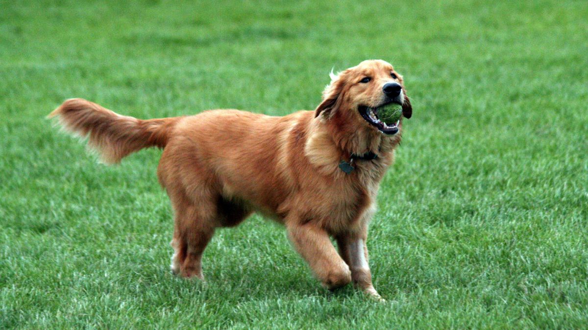 Golden Retriever