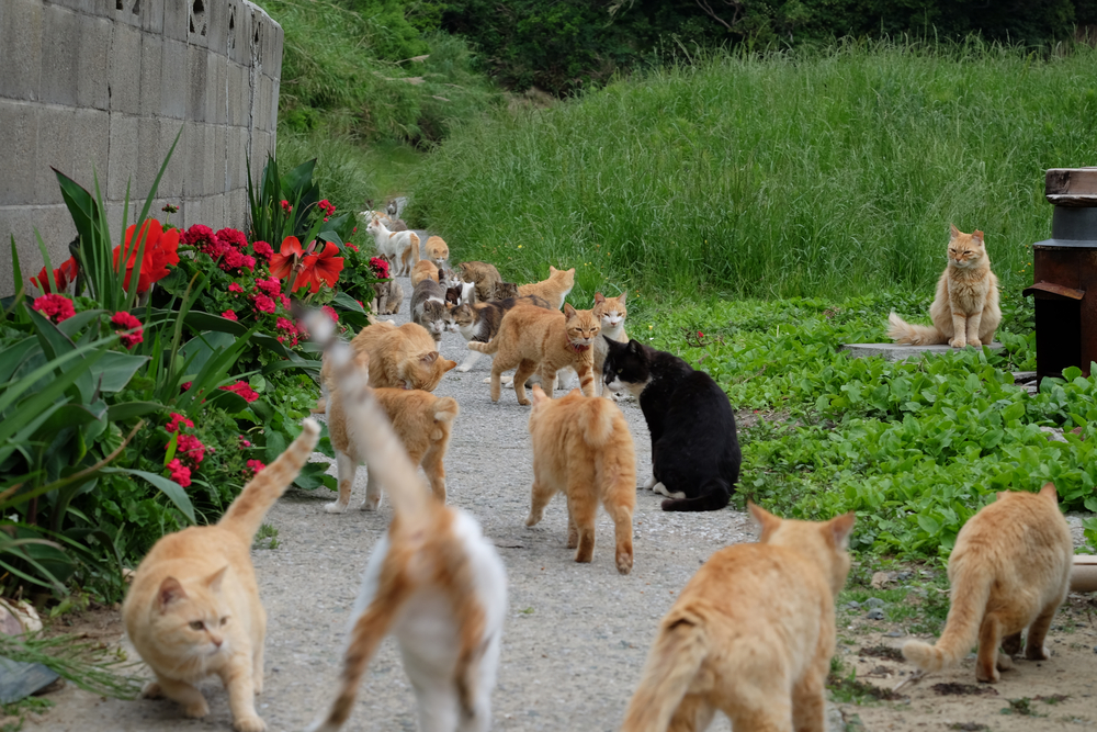 ilha de gatos