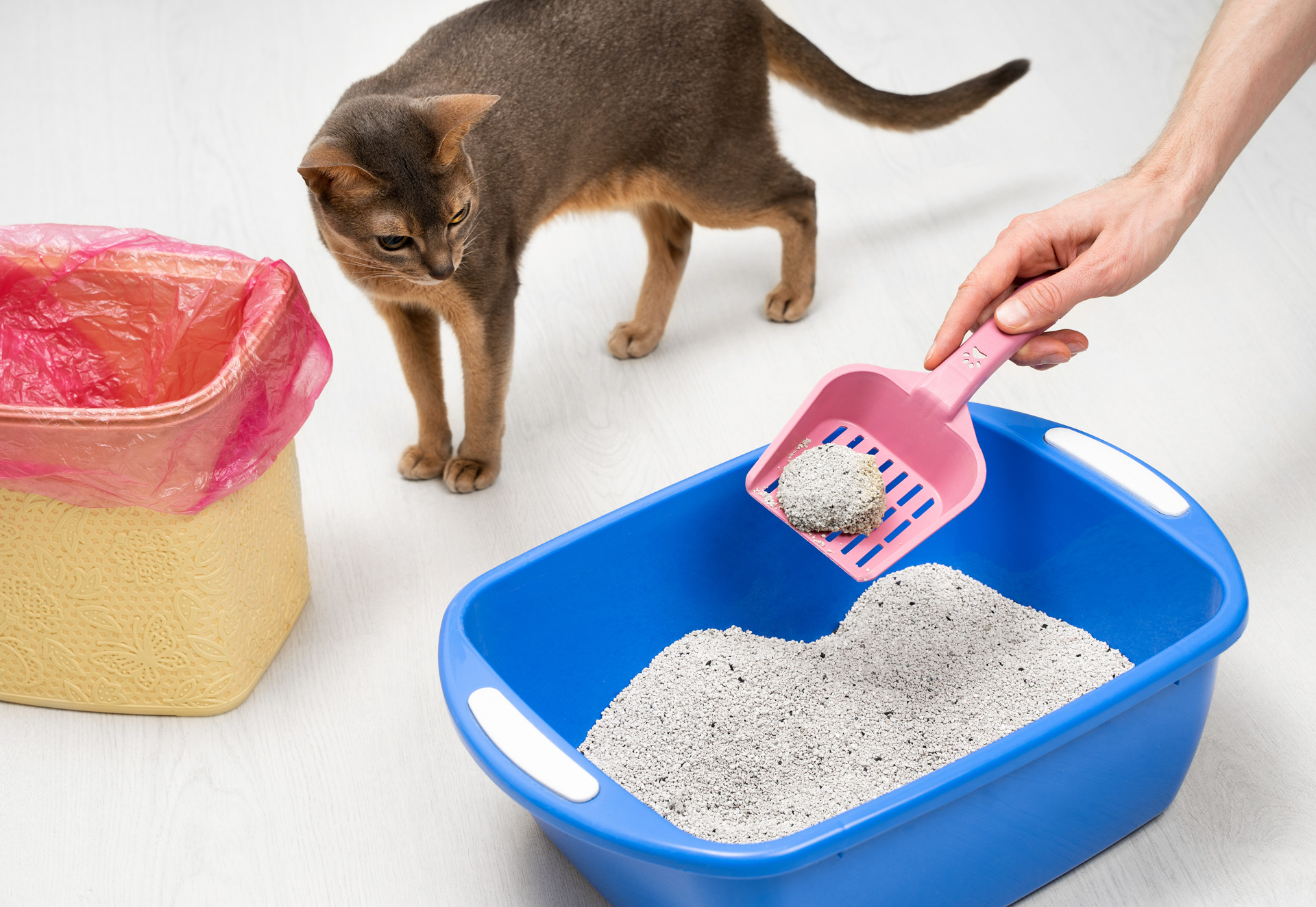 Arena para gato