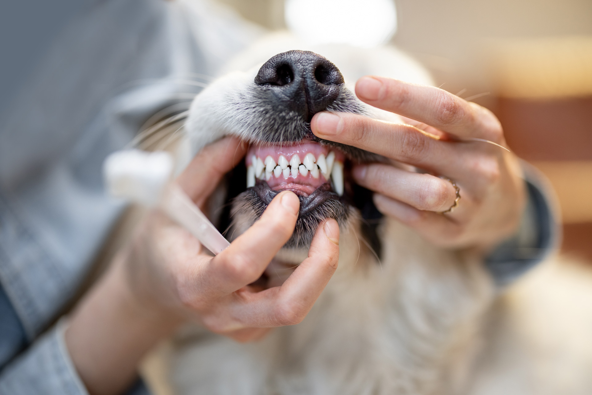 dientes de perro