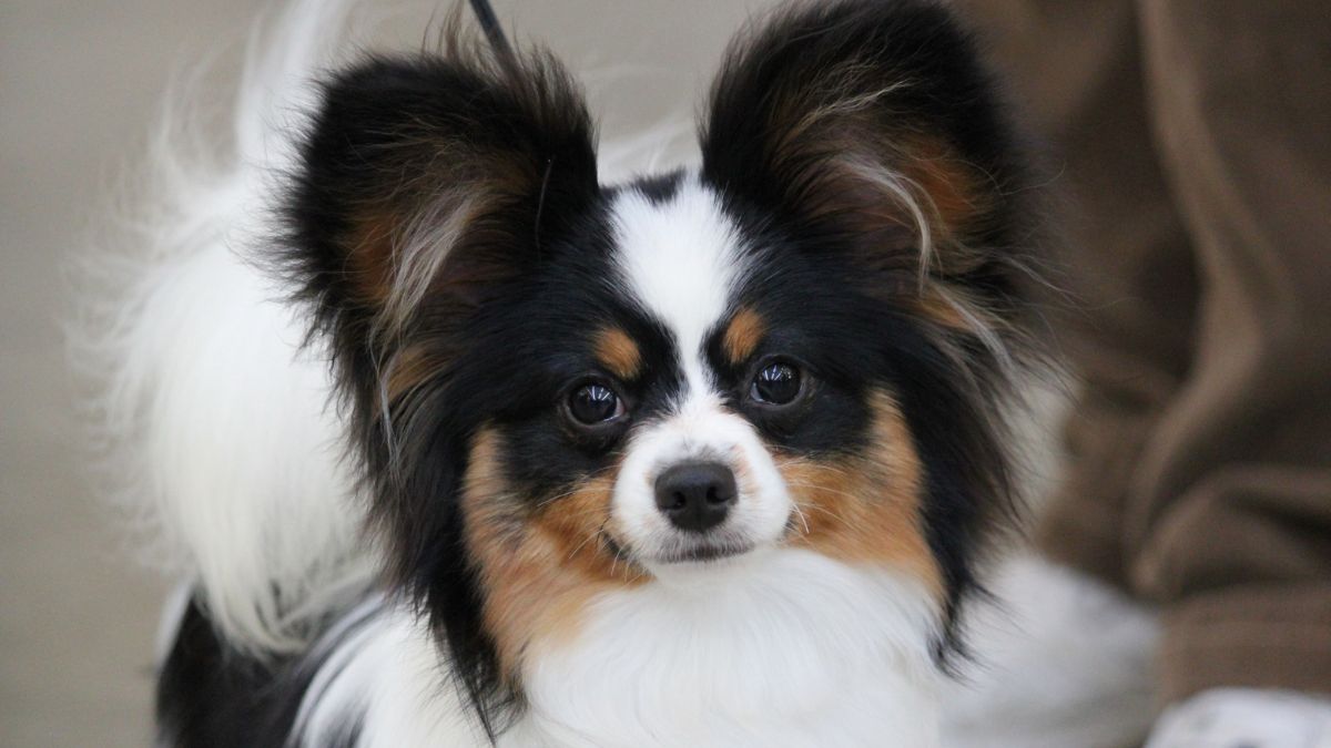 Papillon Spaniel