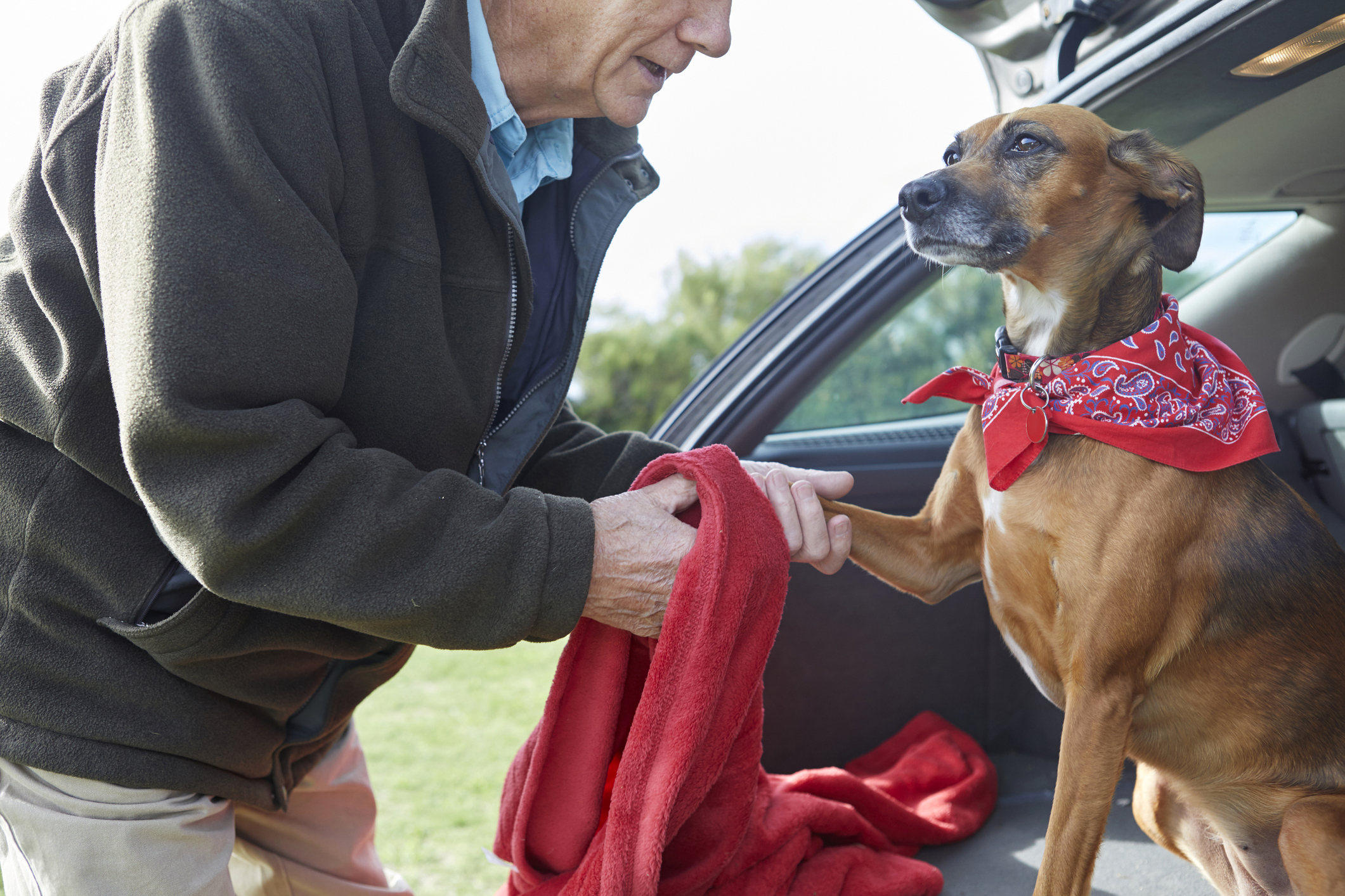 homem limpando pata de cachorro