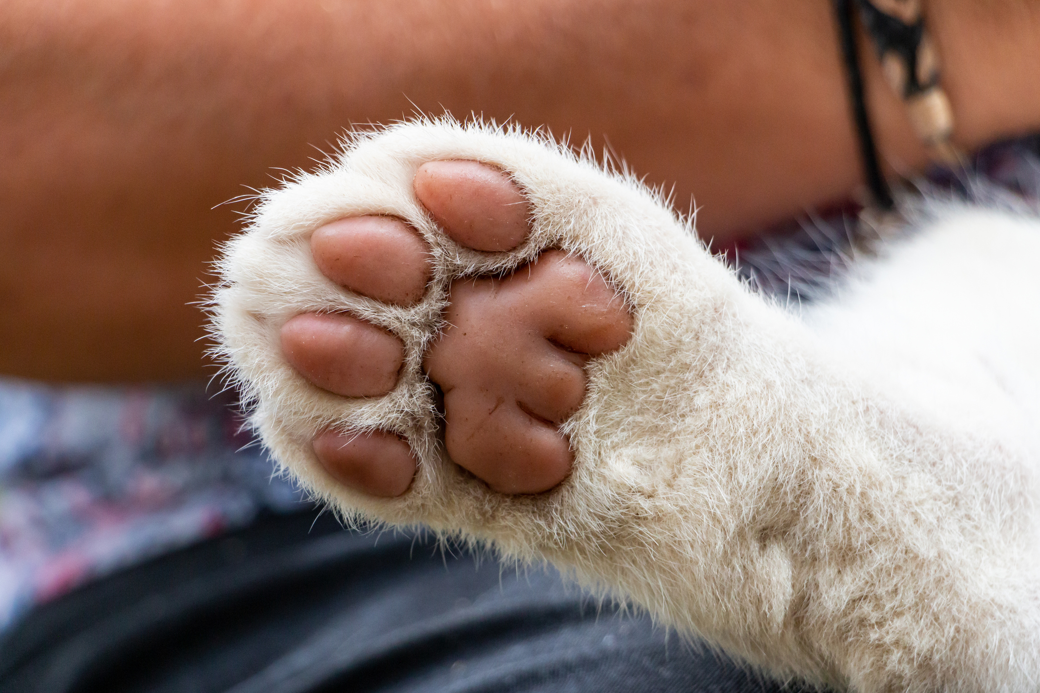 pata de gato