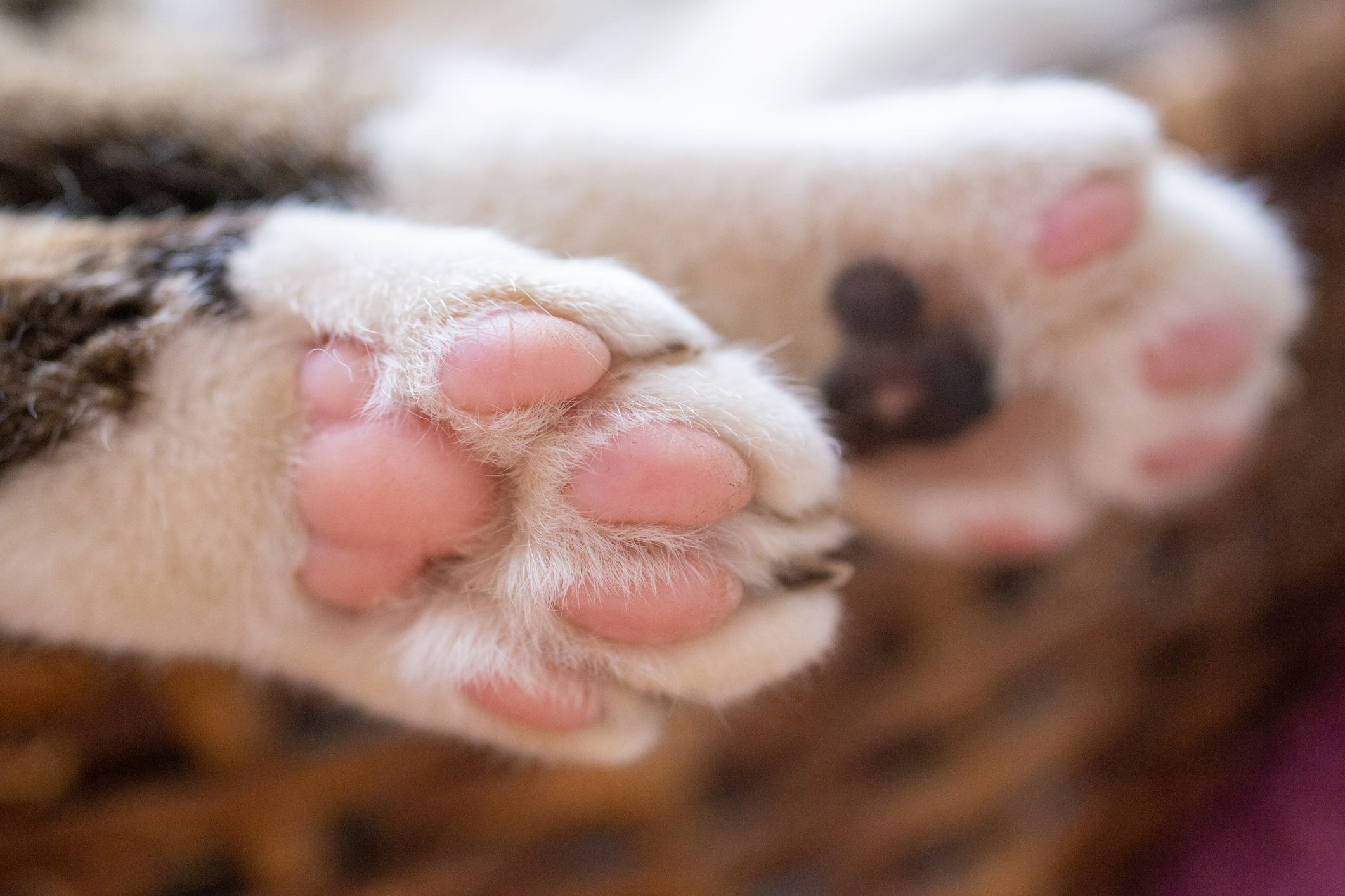 pata de gato
