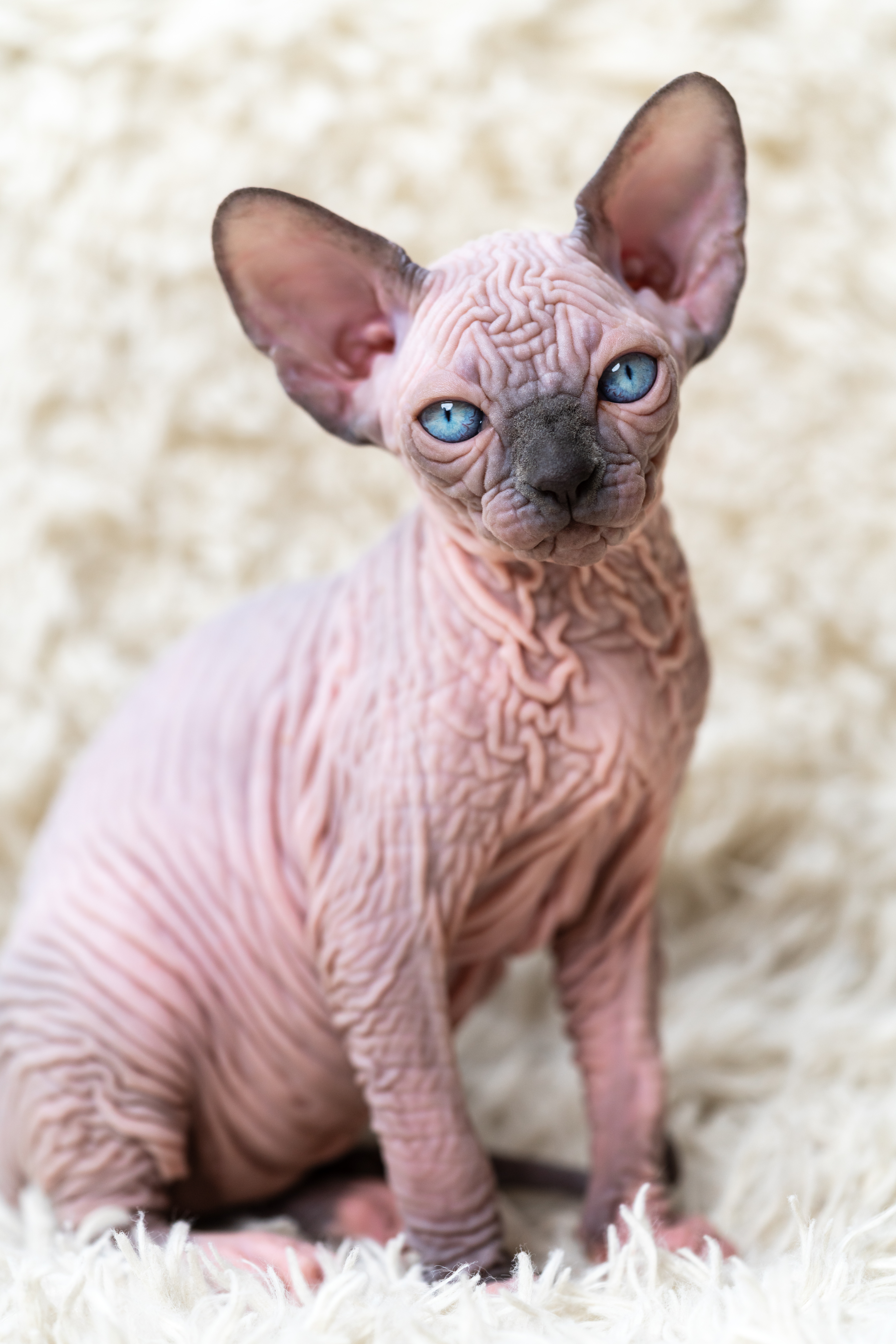El gato egipcio sí tiene pelo