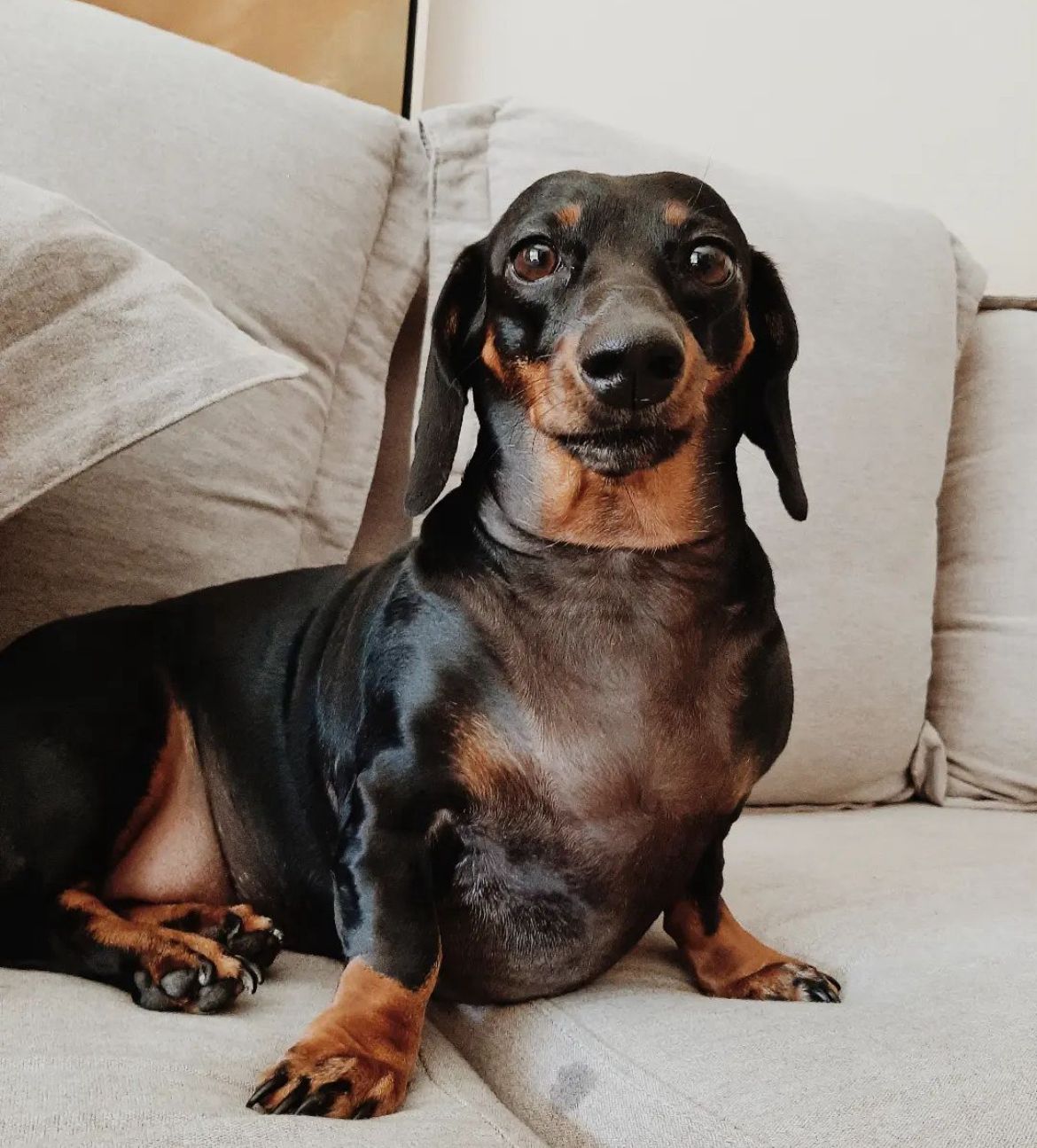 cachorro salsicha sentado no sofá