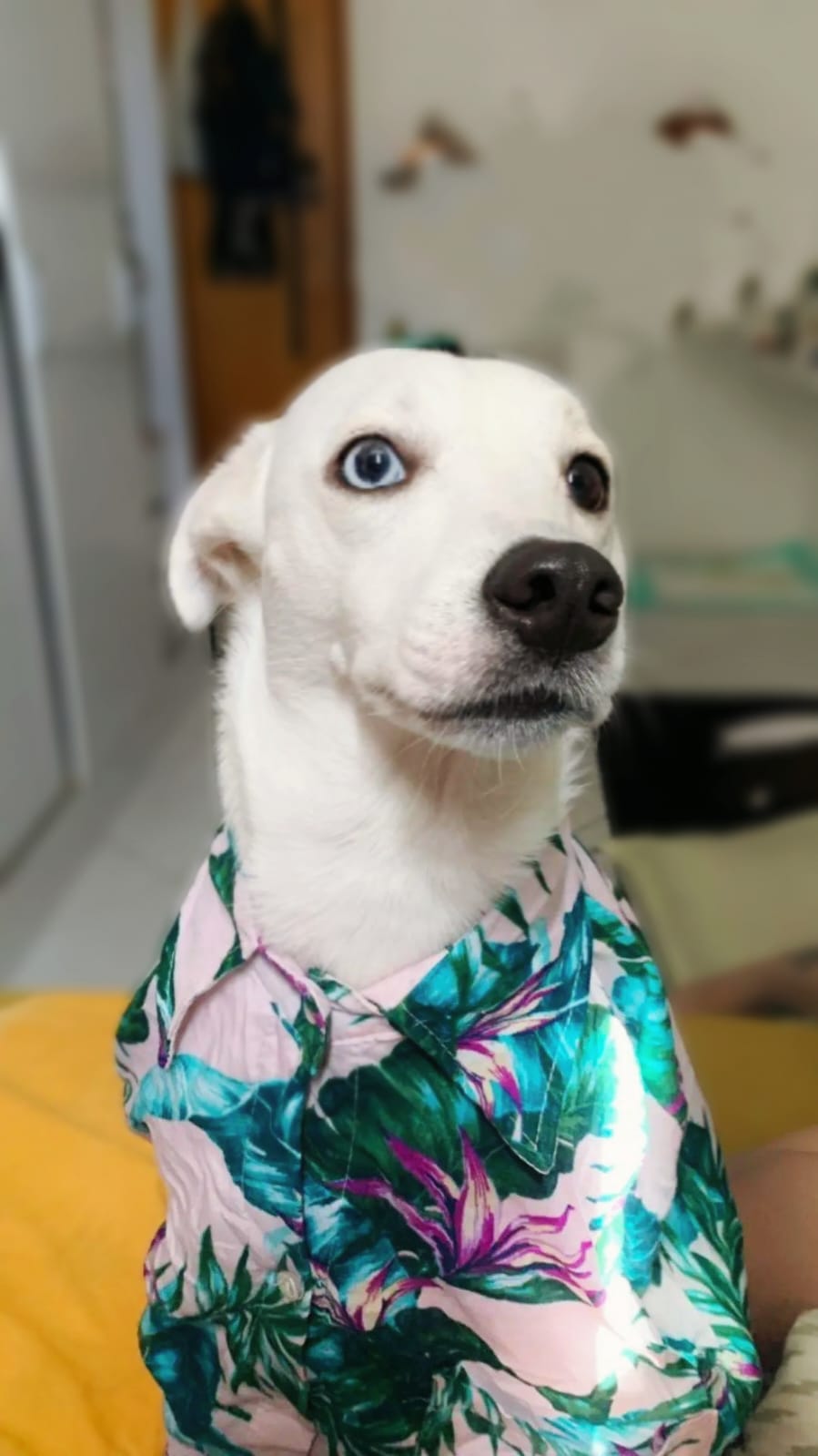 Cachorro branco usando camisa 