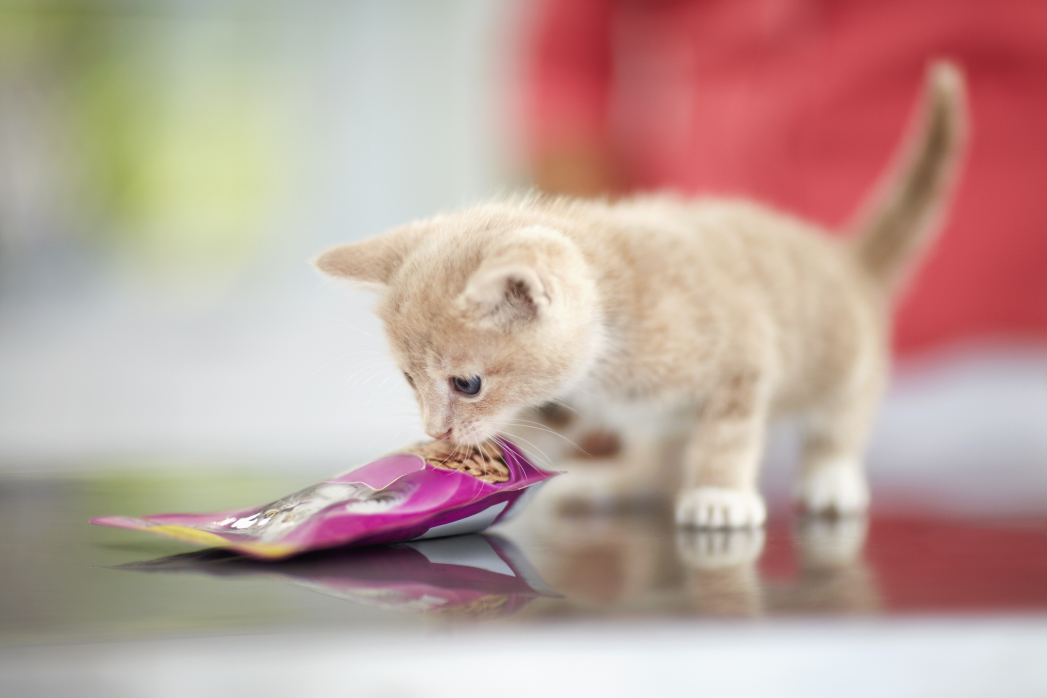 sachet para gatos