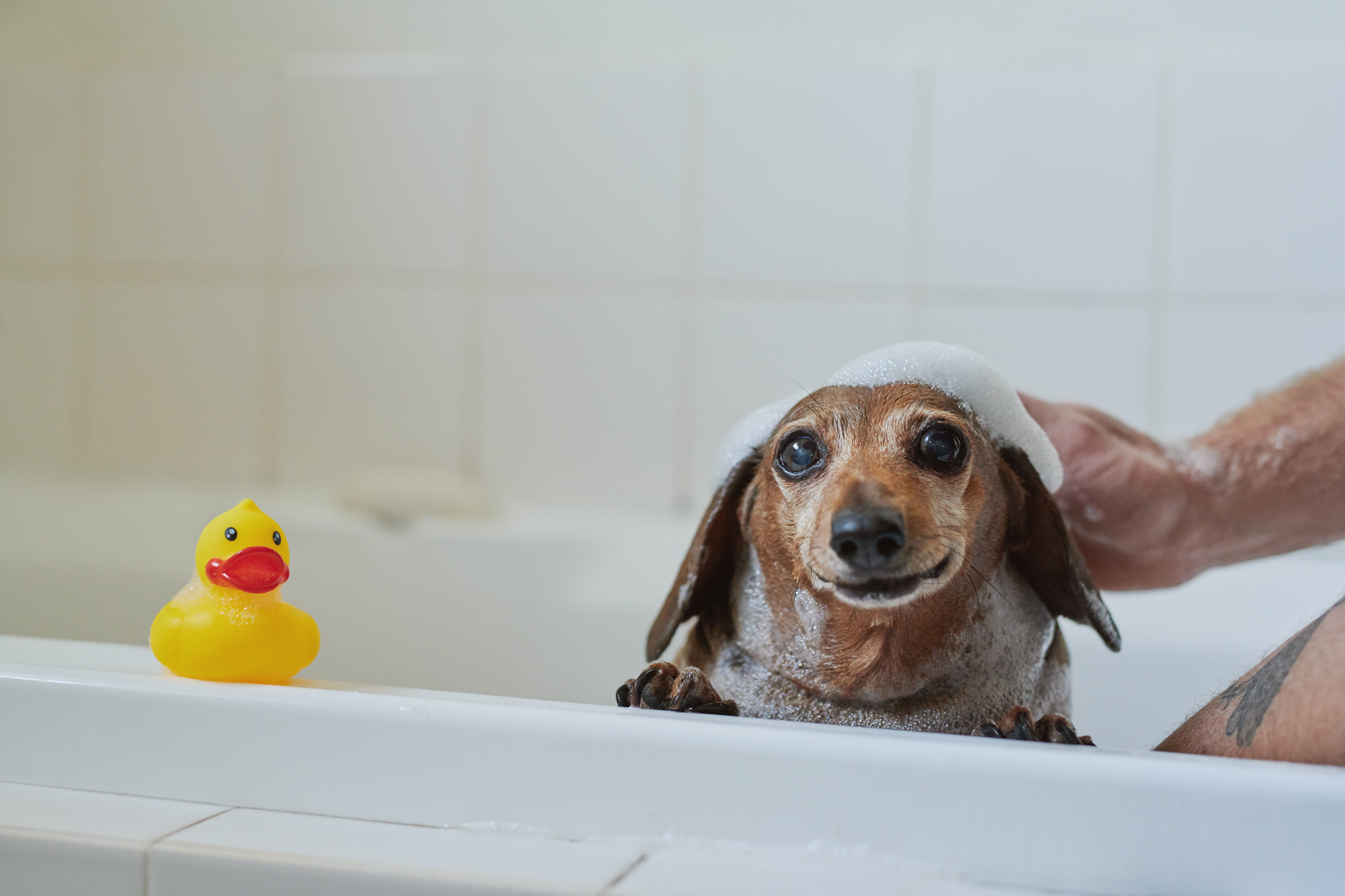 cachorro slasicha no banho