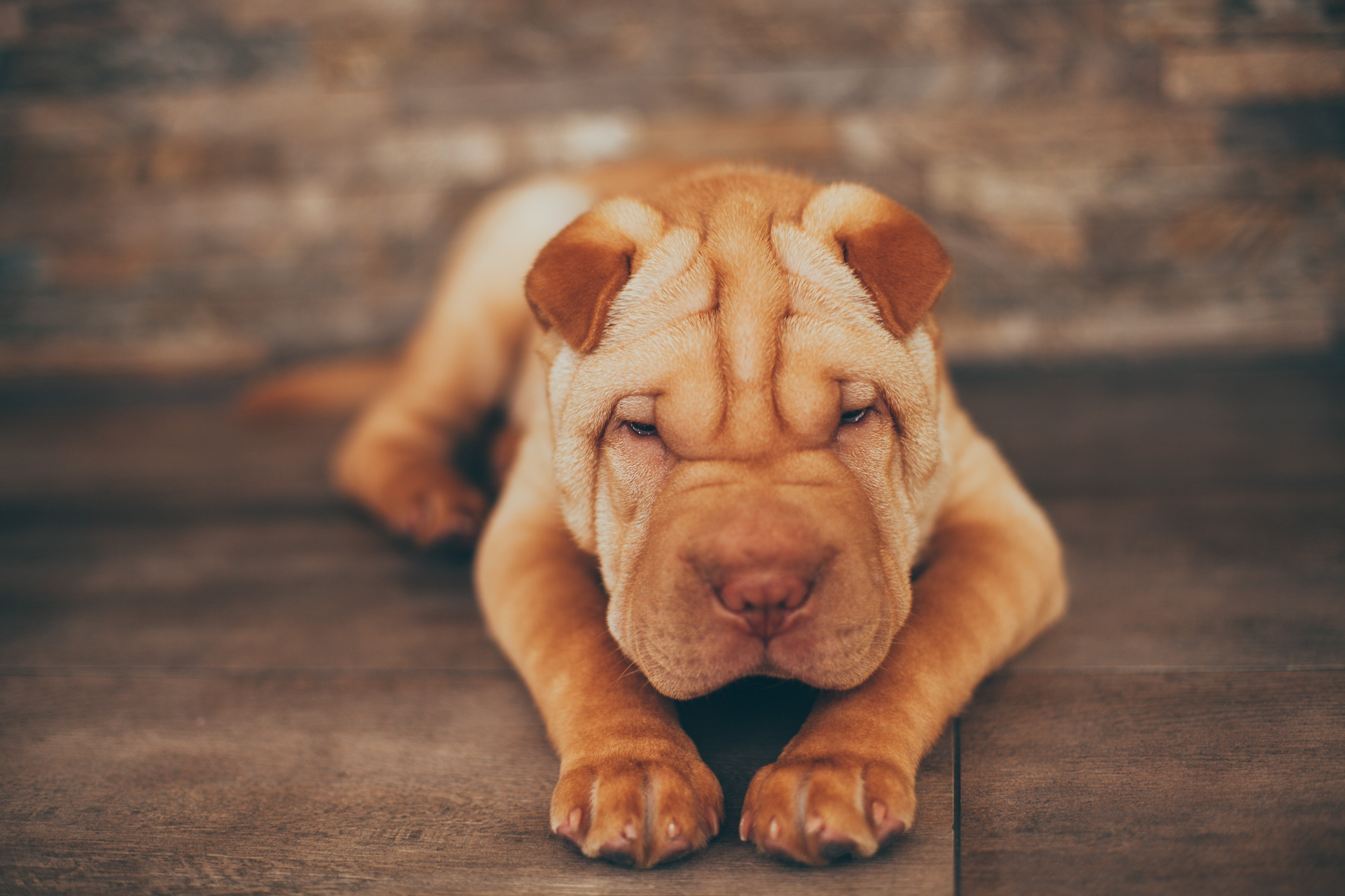 Shar pei