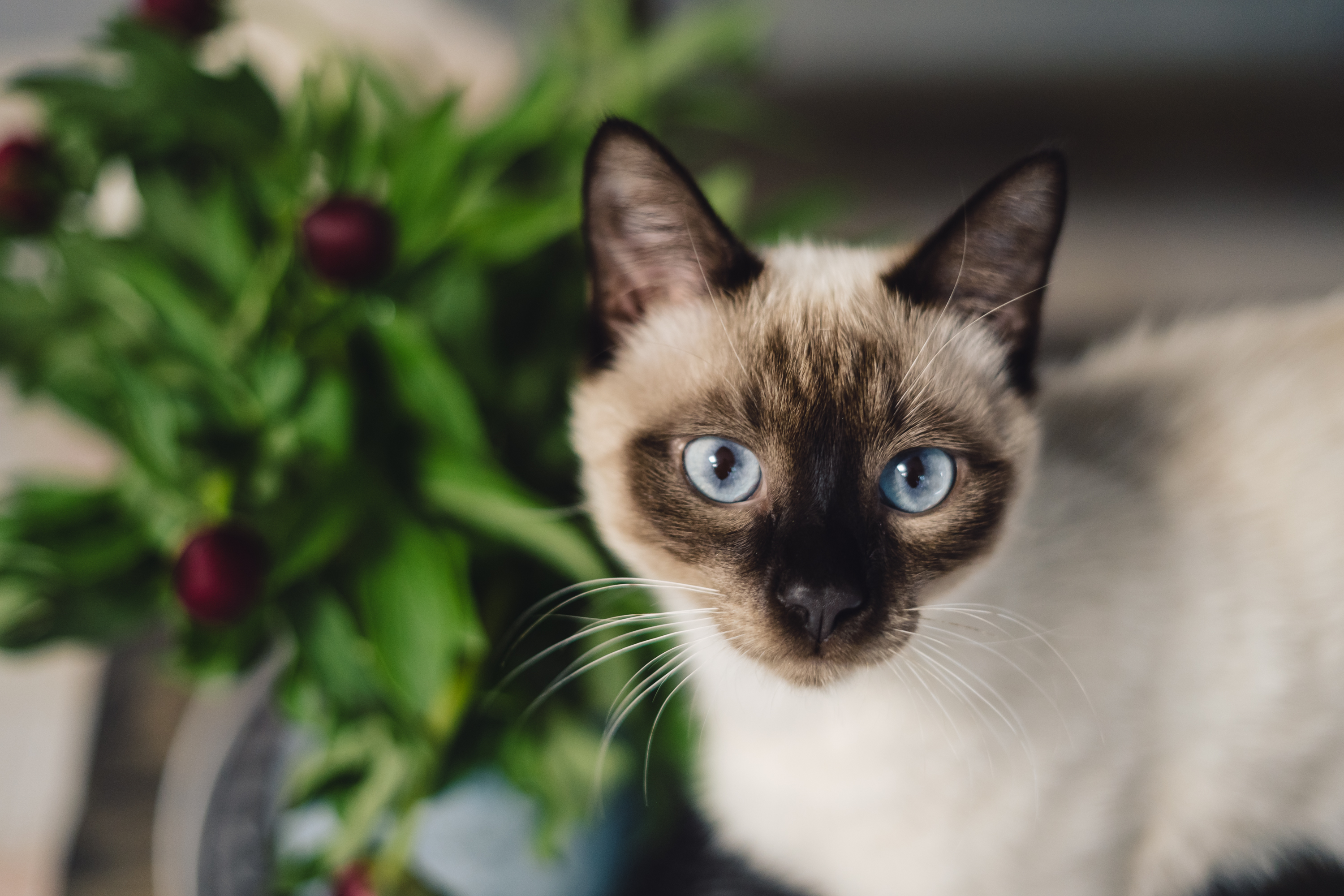 gatos siamés