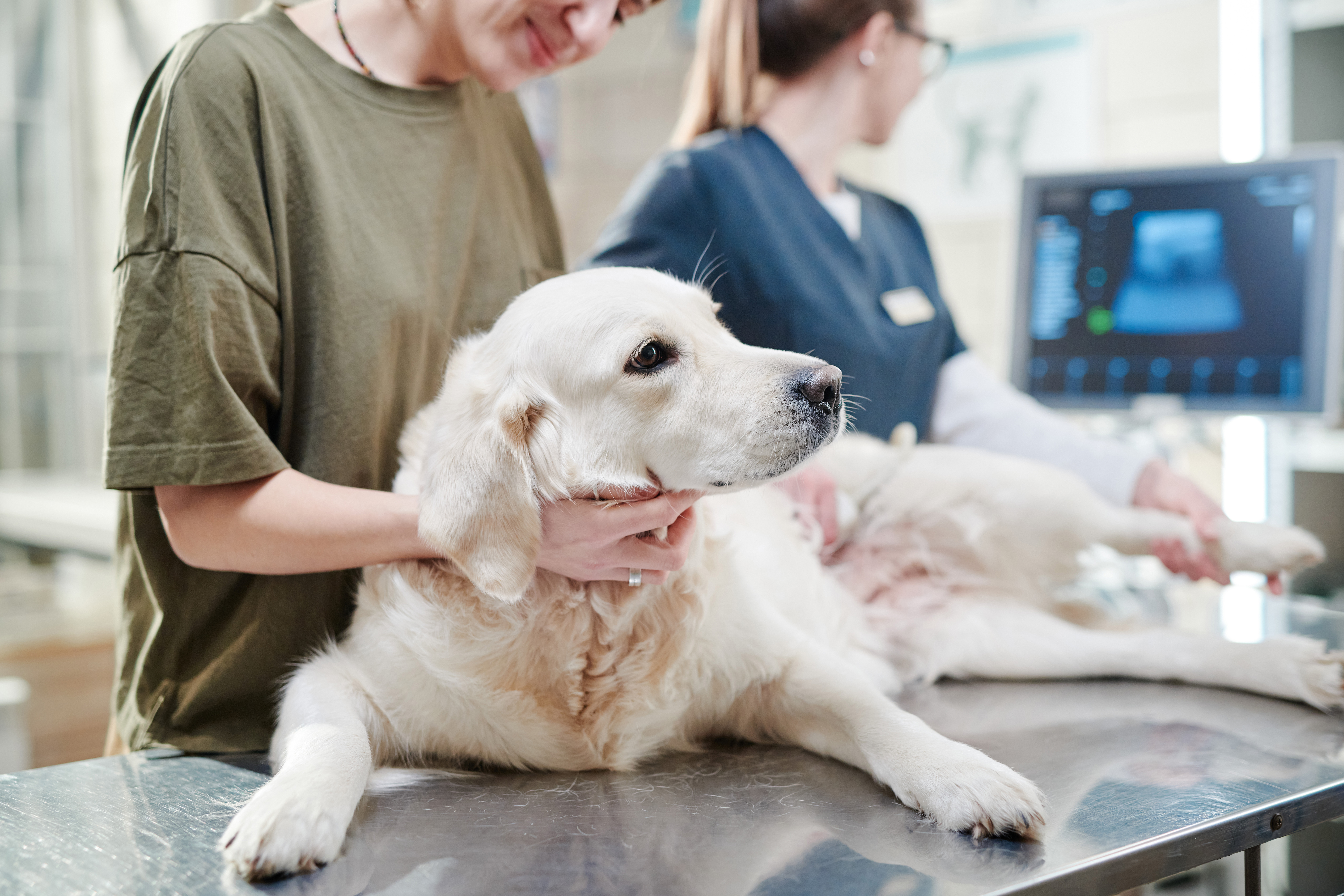 TVT en perros: causas y tratamiento