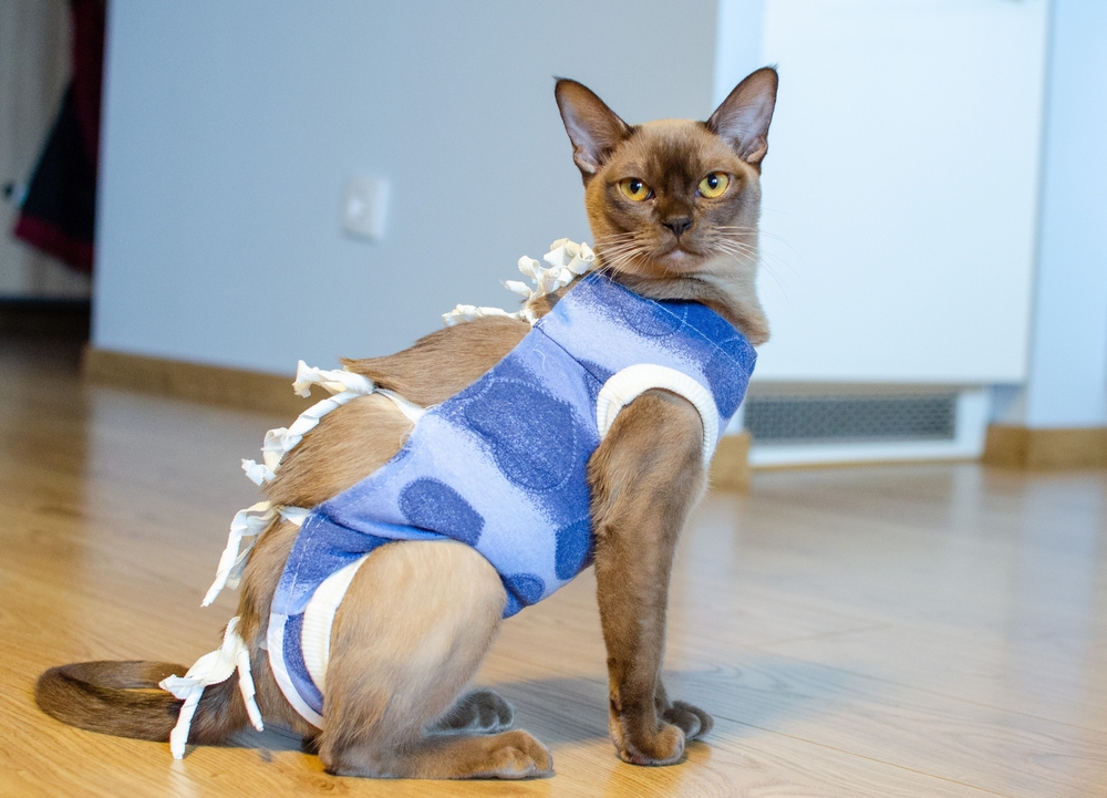 gato castrado
