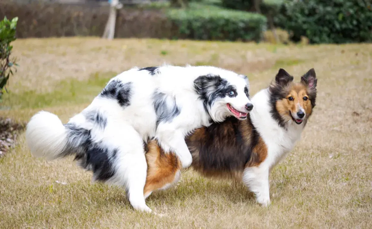 Que la perra monte a un perro puede tener diferentes razones. ¡Entiende mejor este comportamiento canino!