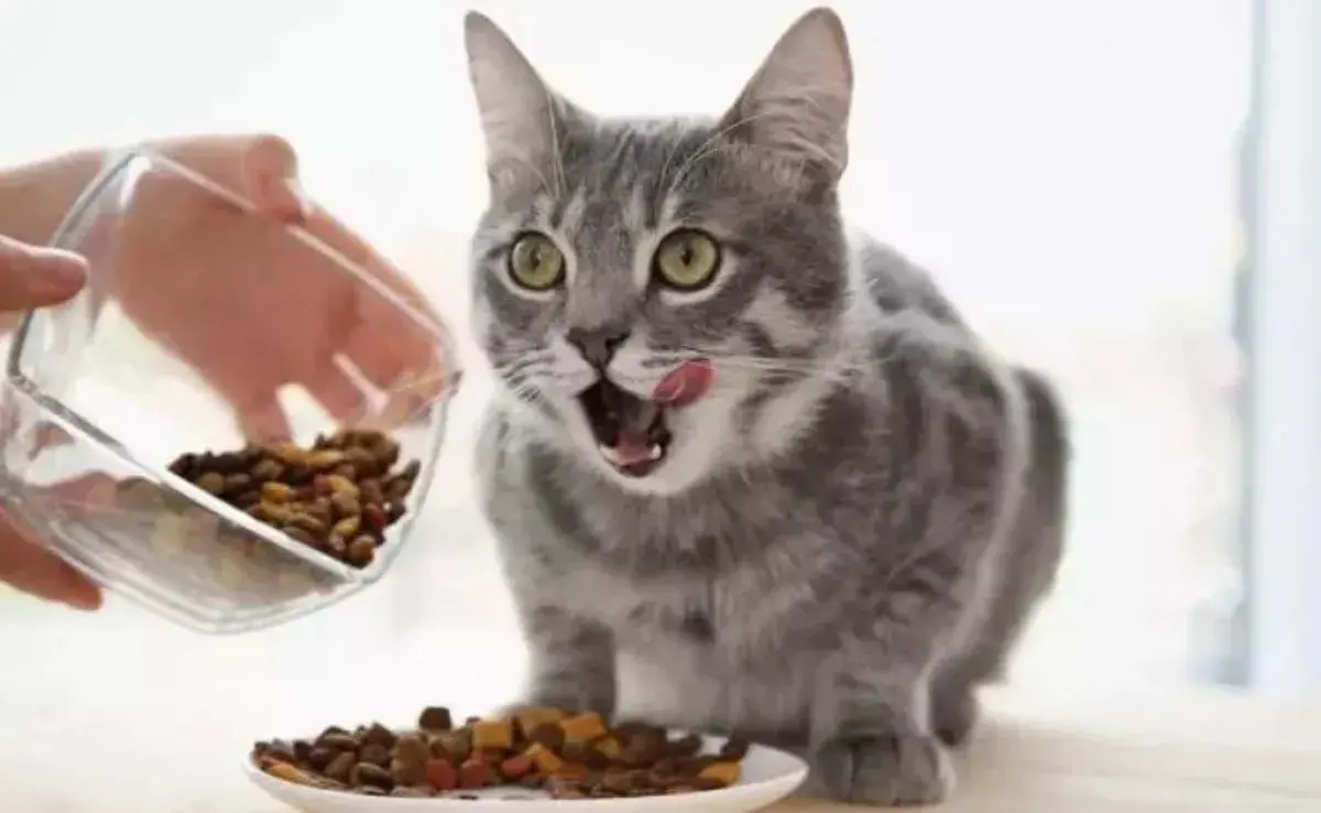 Comida: el gato renal necesita una dieta más específica