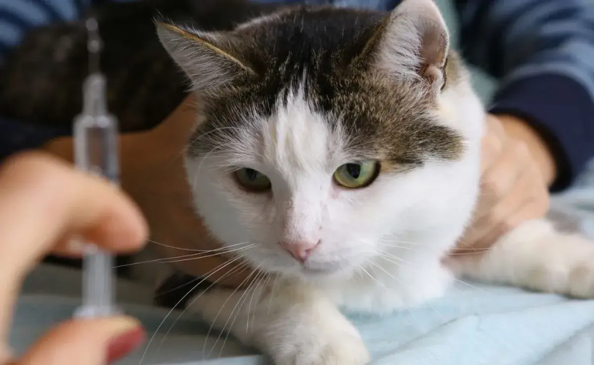 Los anticonceptivos para gatos no son la mejor manera de evitar el embarazo