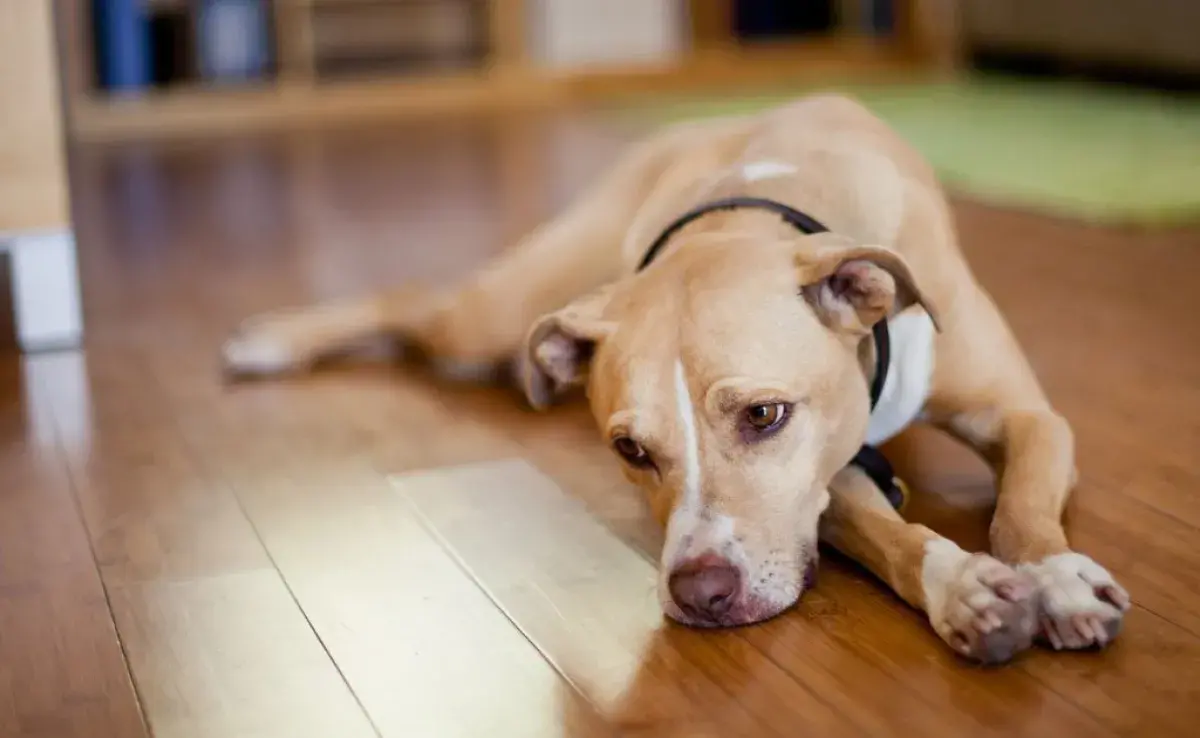 ¿Es grave que salga secreción del pene de perro? Descúbrelo a continuación