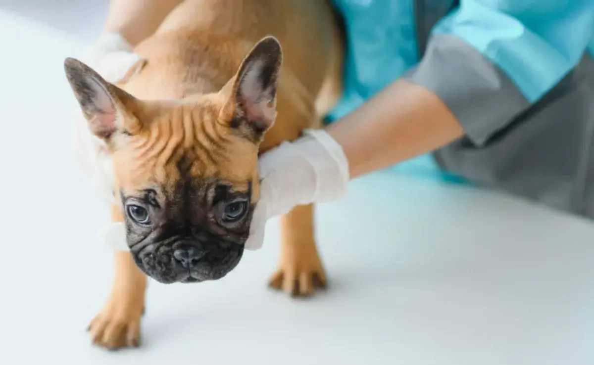 Los bultitos en el cuerpo del perro tienen diferentes causas