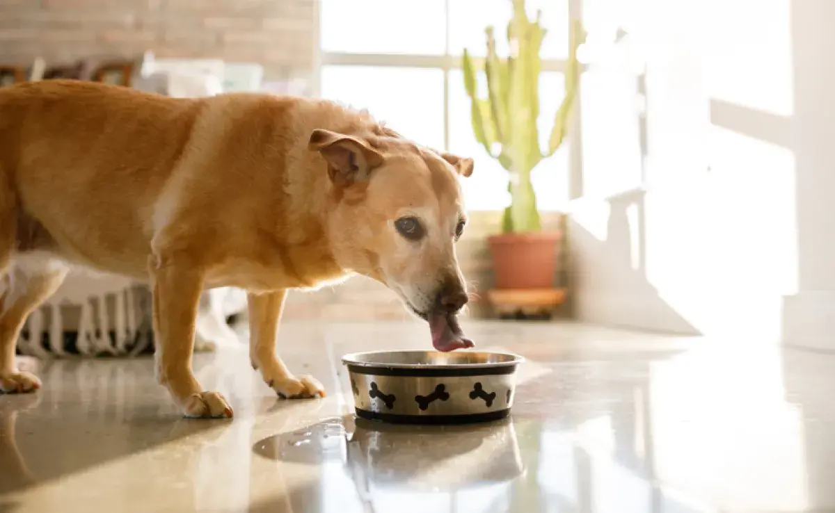 Que el perro beba mucha agua puede tener muchas causas, desde situaciones rutinarias hasta problemas de salud más graves