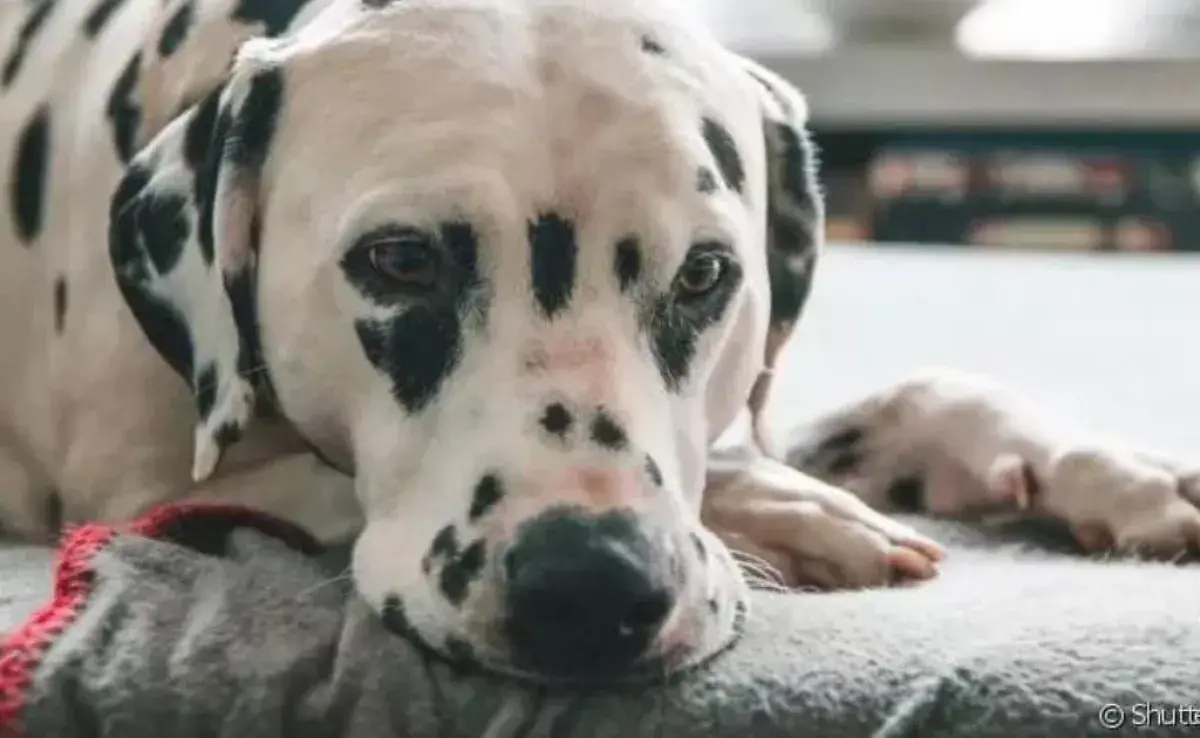 Cinomosis: qué es, síntomas, tratamiento y prevención de la enfermedad de perro