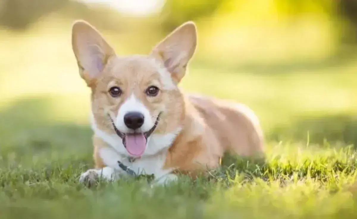 El Corgi es conocido como el perro de la Reina. Isabel II era una apasionada de esta raza