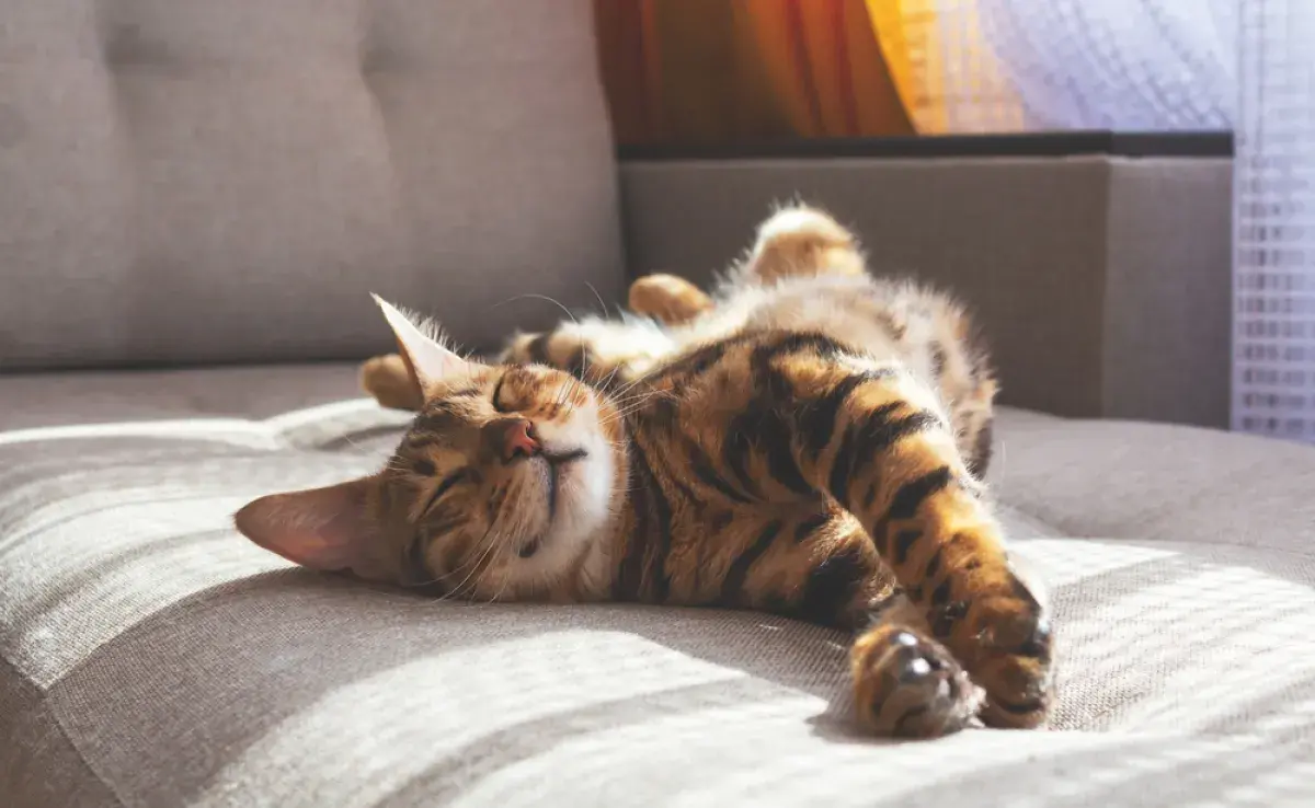 Descubre más sobre FIV y FeLV, enfermedades que perjudican a los gatos.