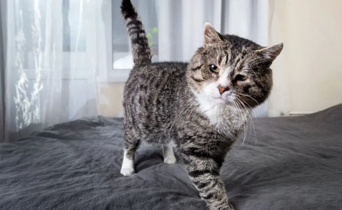 ¿Encontraste a tu gato haciendo pis en la cama? Puede ser una señal de incomodidad. Fíjate las causas principales para este comportamiento