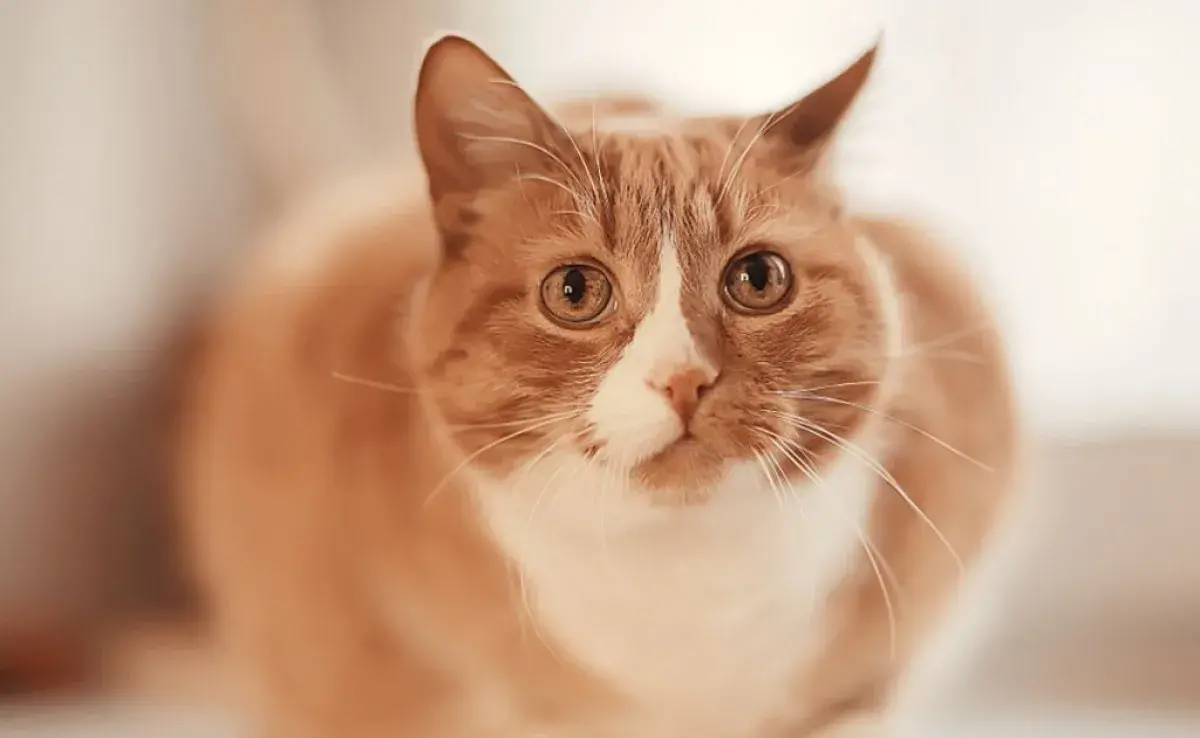 Si el gato vomita es motivo para estar atento a su salud, ya que este síntoma puede tener diversas causas
