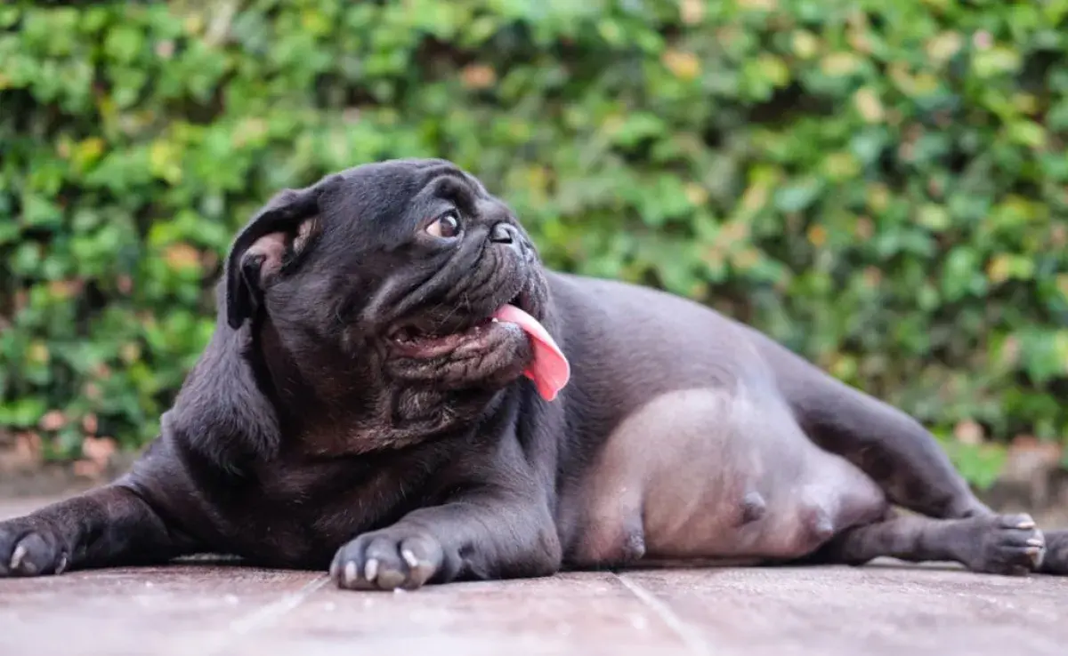 La gestación de un perro dura menos que los humanos