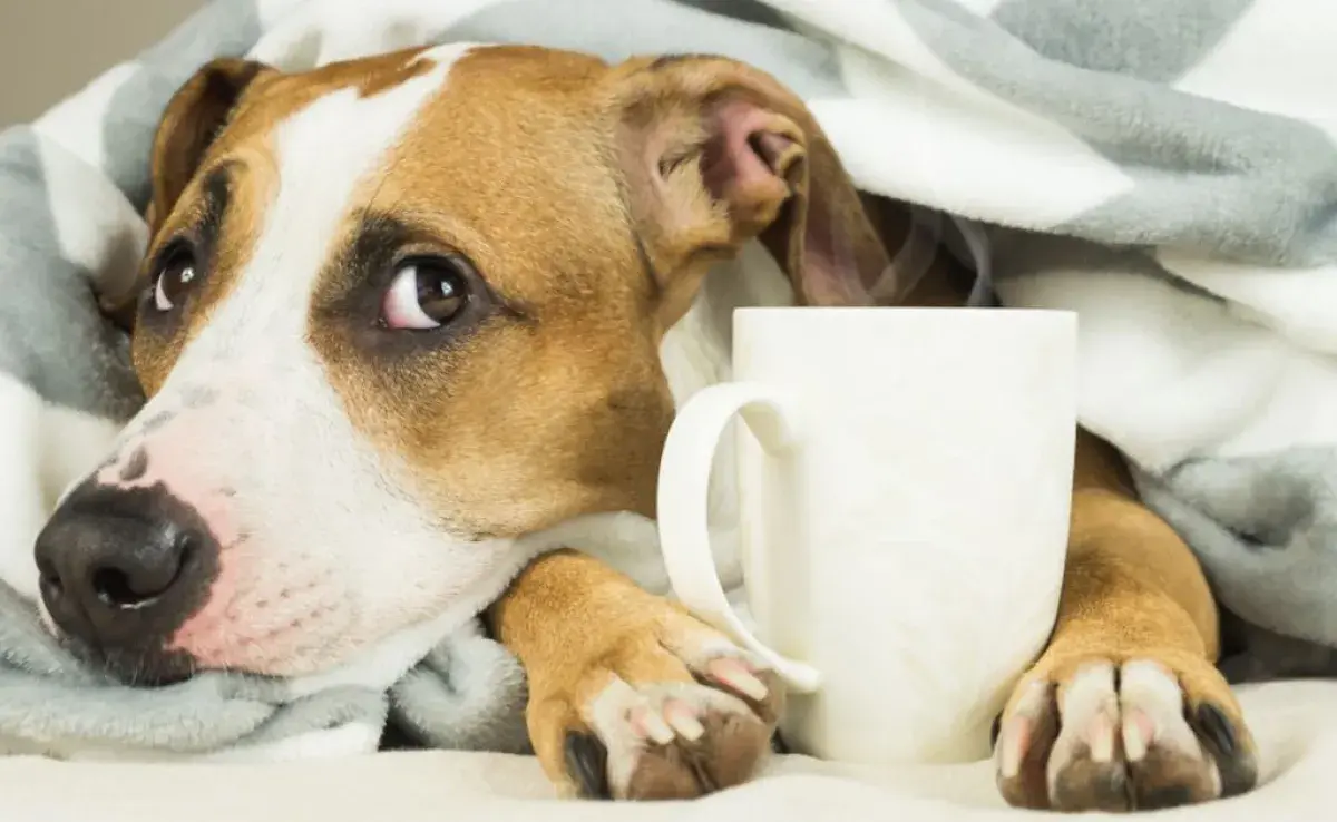¿Tu perro está vomitando? Aquí tienes algunas sugerencias para lidiar con ese problema