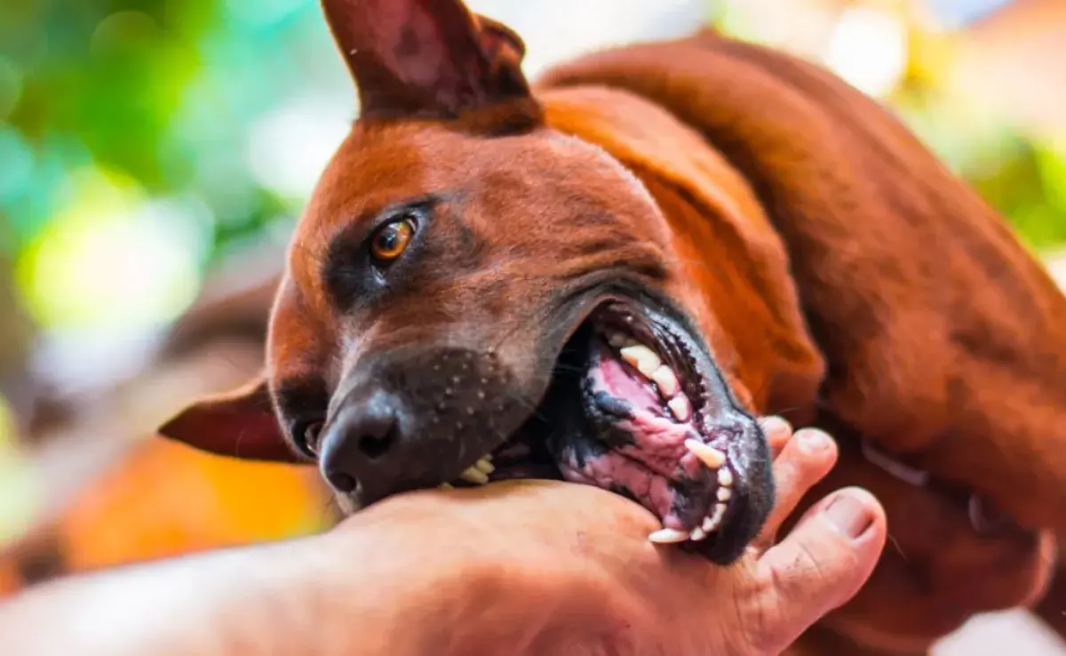 Los mordiscos de los perros jugando pueden ser molestos. ¡Aprende a poner límites a tu mascota!