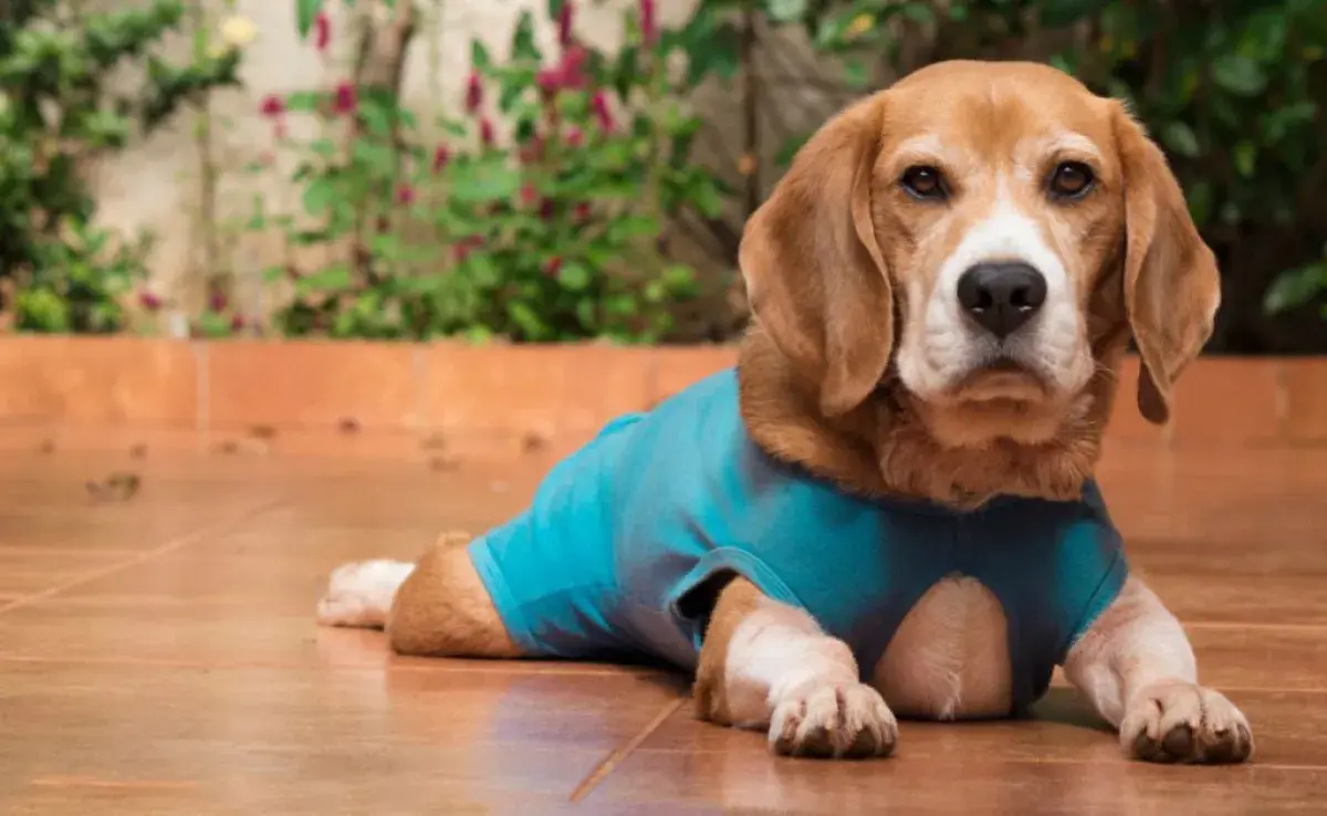 La ropa quirúrgica para perro es una buena opción si a tu amigo de cuatro patas no le molesta la vestimenta