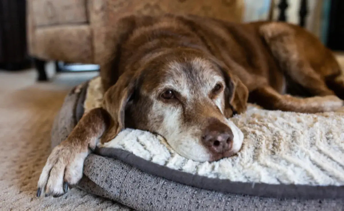Enfermedad de la garrapata en perros: más información sobre la complicación sanitaria