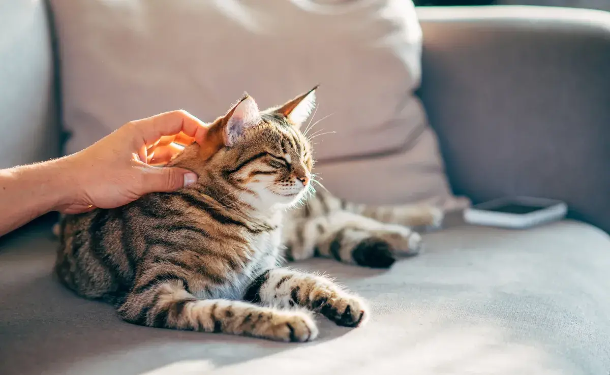   Que el gato arañe y otros comportamientos felinos, pueden tener muchos significados que entendemos mal.